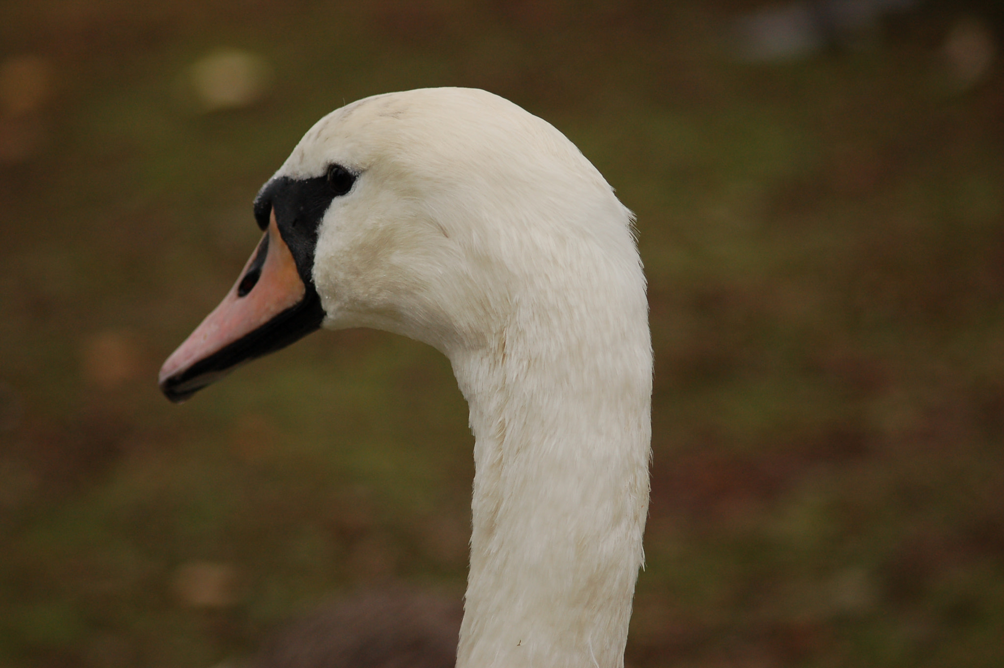 Nikon D50 + Sigma 70-300mm F4-5.6 APO Macro Super II sample photo. Dsc_0032.jpg photography