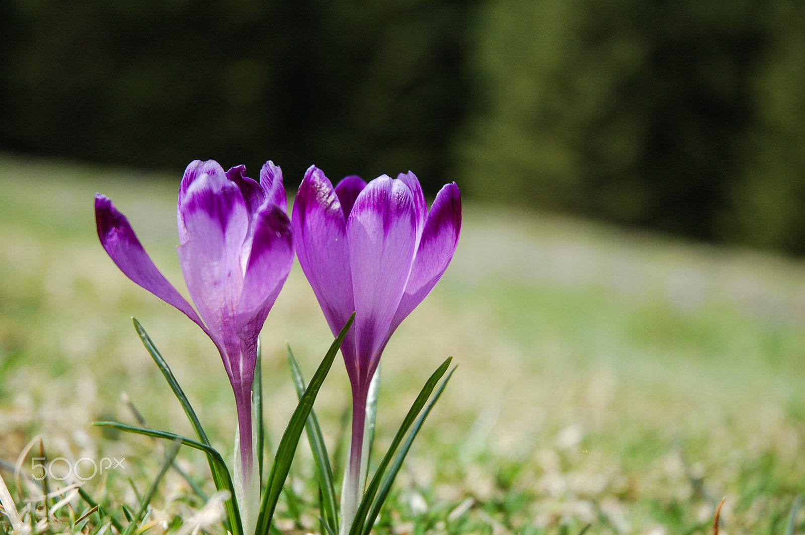 Nikon D50 sample photo. Bloom & wither photography