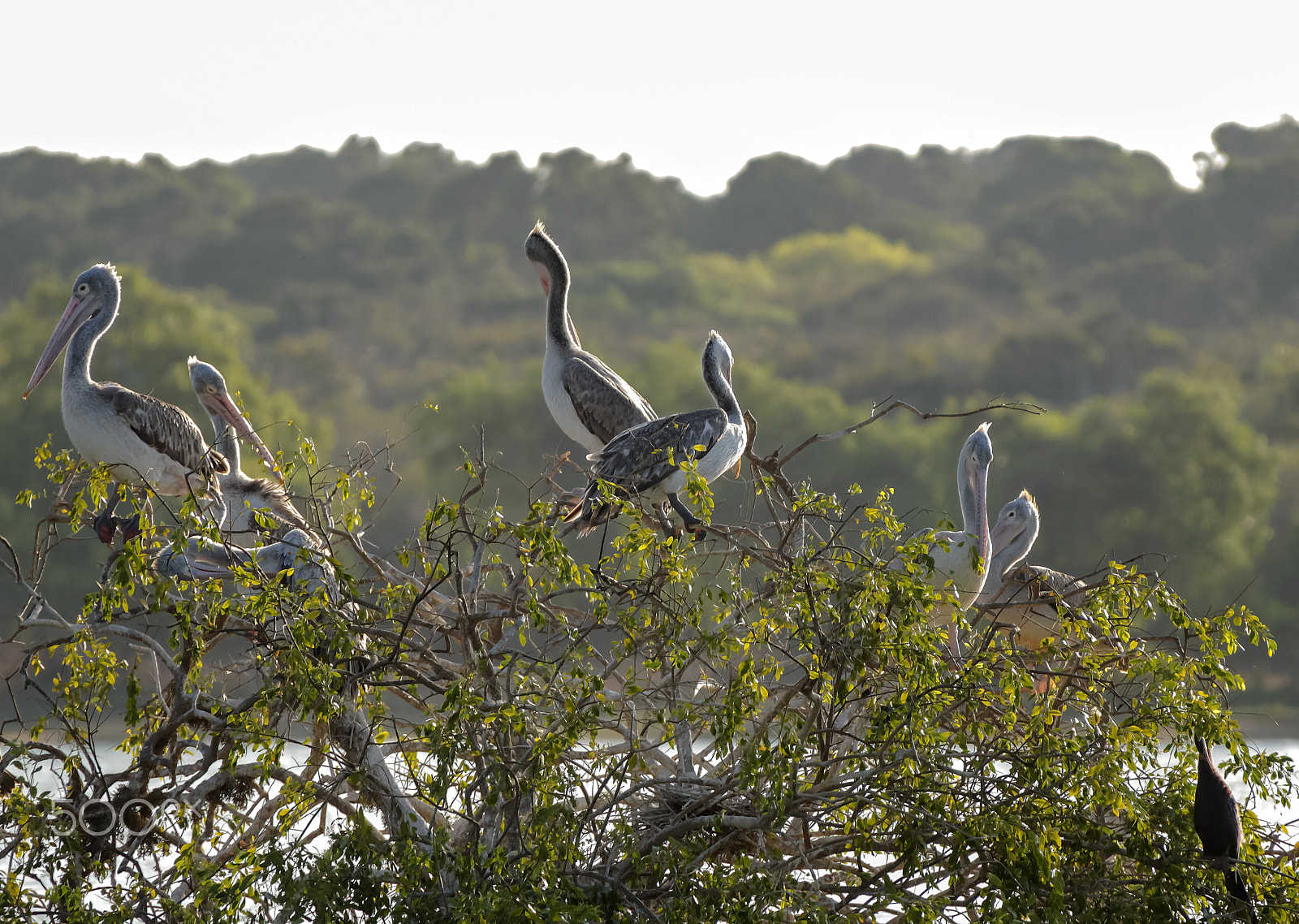 Canon EF 28-300mm F3.5-5.6L IS USM sample photo. Pelicans in a tree yala, sri lanka photography