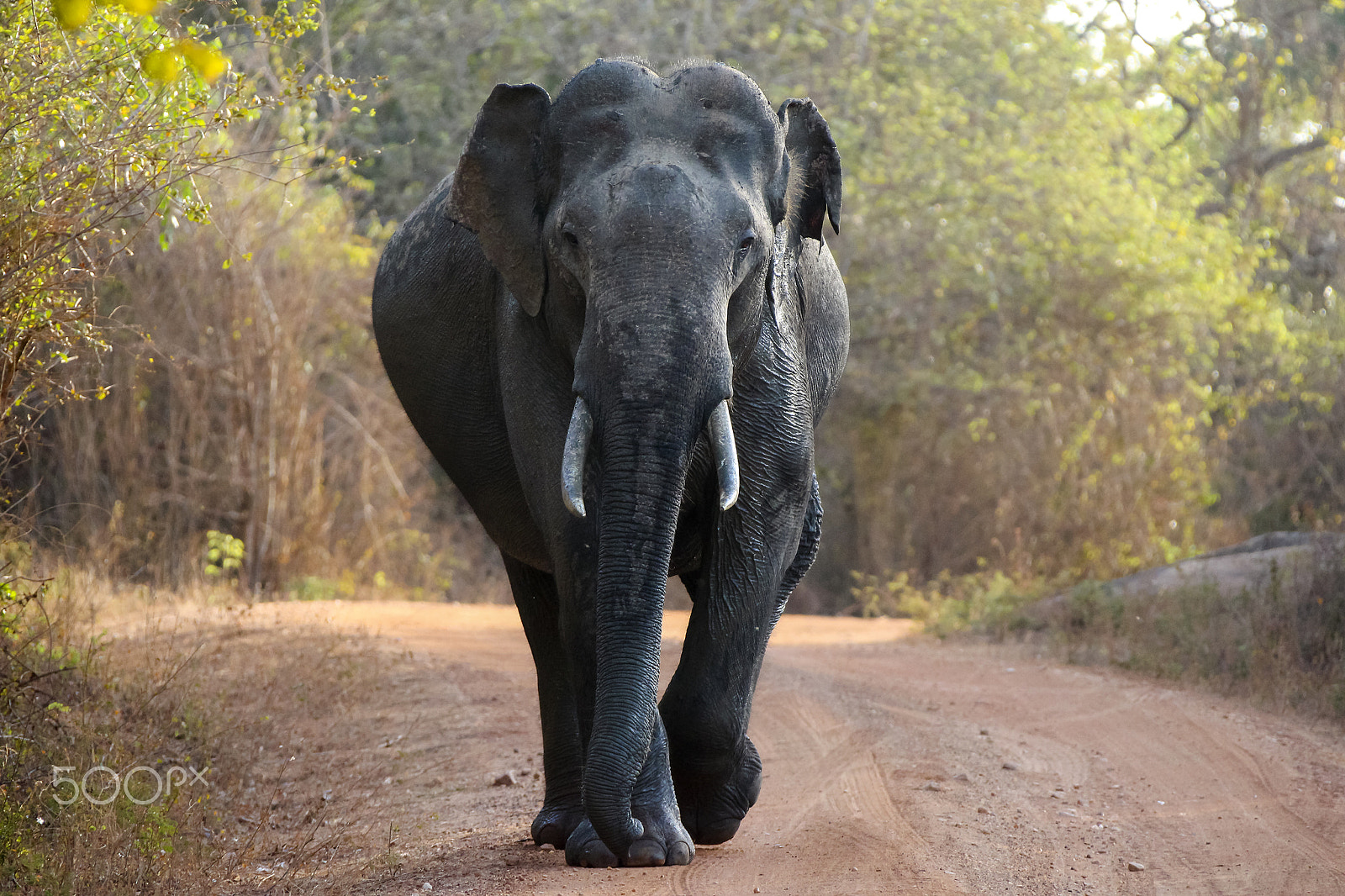 Canon EOS 650D (EOS Rebel T4i / EOS Kiss X6i) + Canon EF 28-300mm F3.5-5.6L IS USM sample photo. Wild elephant at yala national park, sri lanka photography