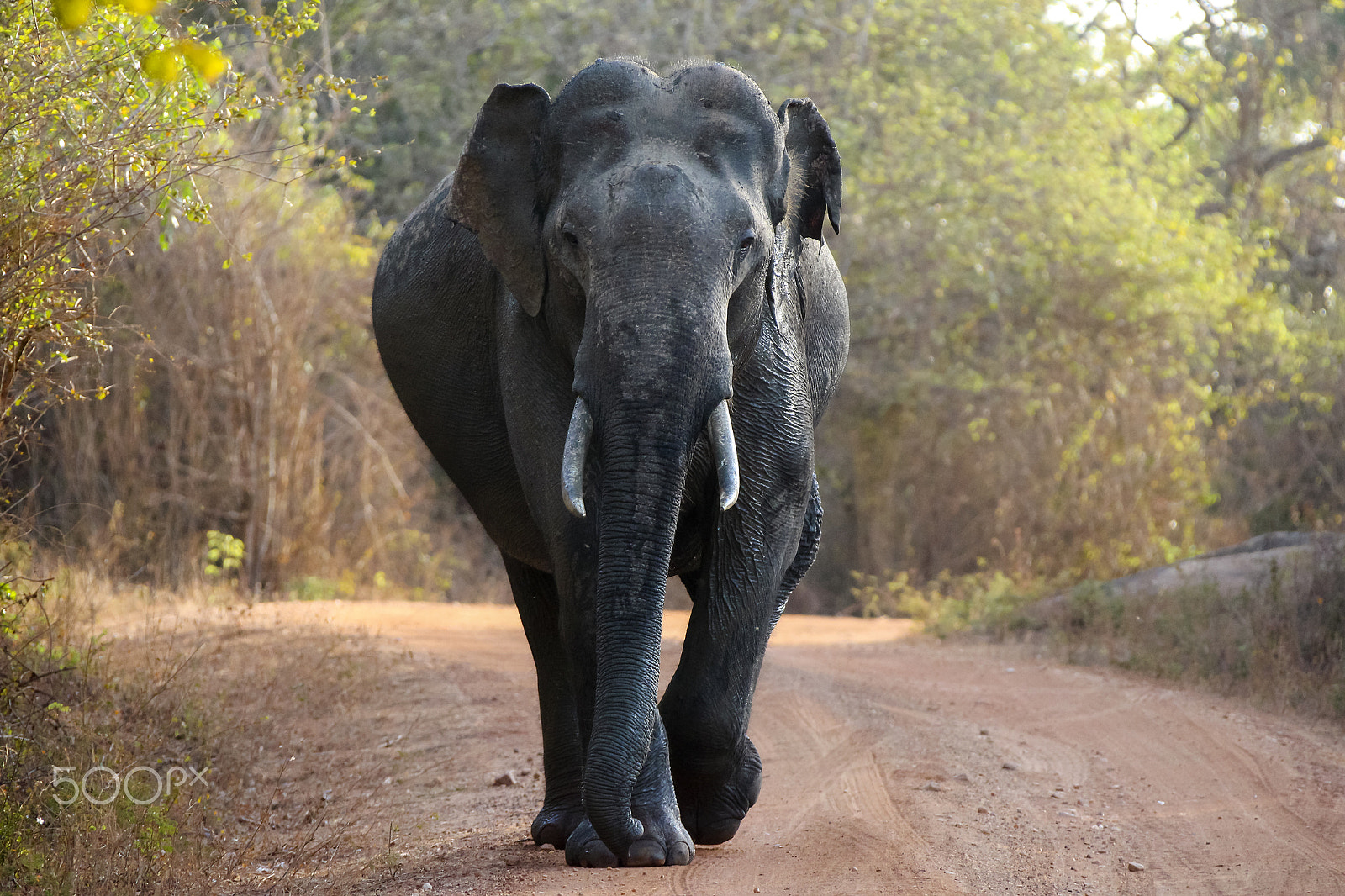 Canon EF 28-300mm F3.5-5.6L IS USM sample photo. Wild elephant at yala national park, sri lanka photography