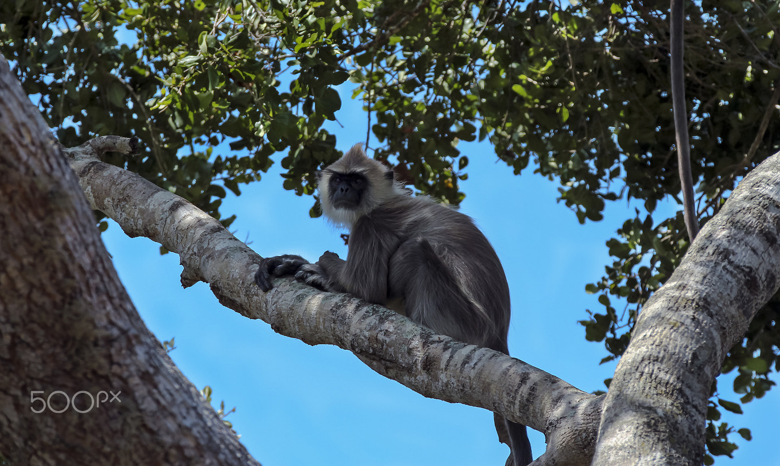 Canon EF 28-300mm F3.5-5.6L IS USM sample photo. Grey langur in a tree yala, sri lanka photography