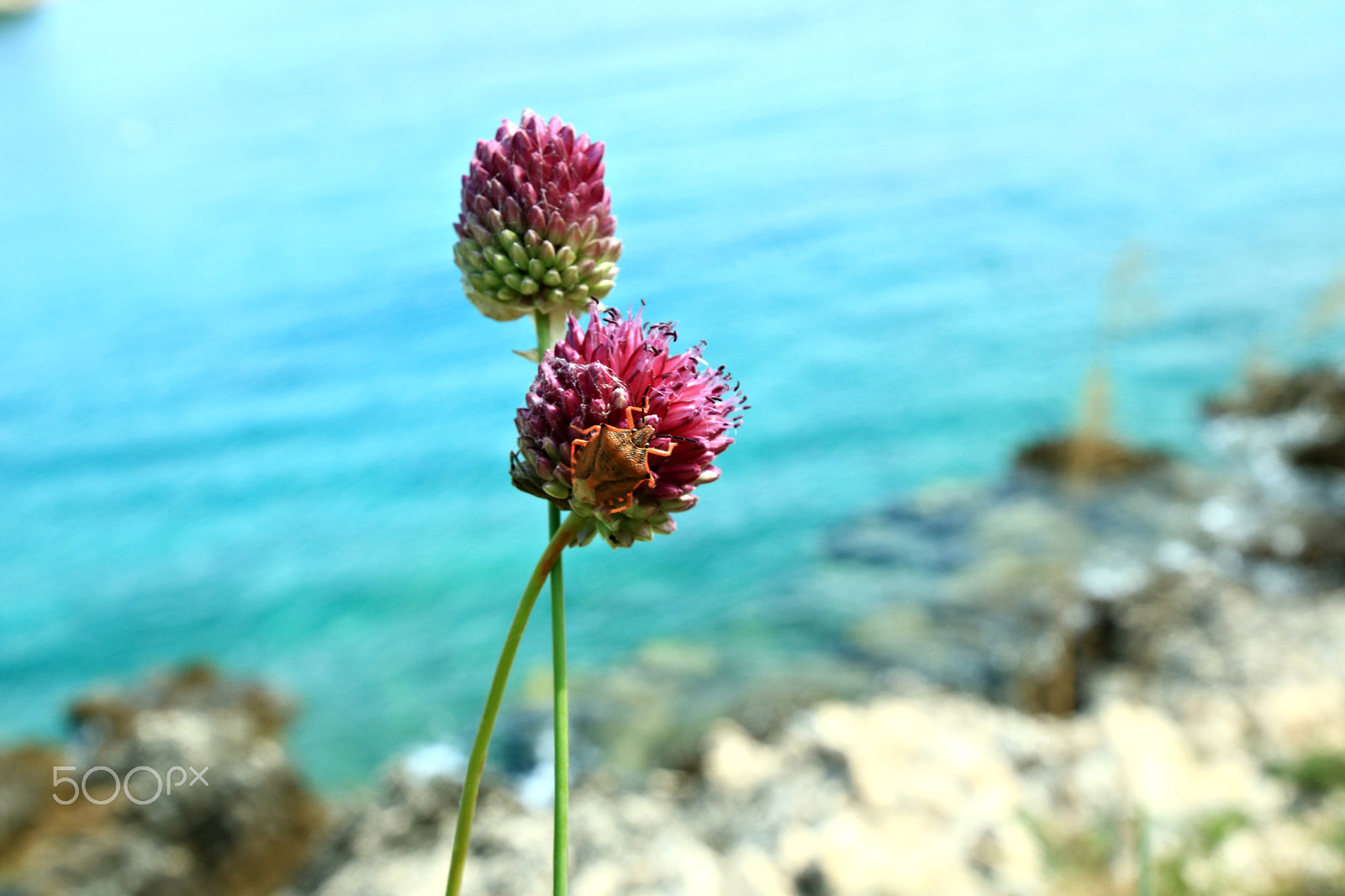 Canon EOS 750D (EOS Rebel T6i / EOS Kiss X8i) sample photo. Köfer auf der blume photography