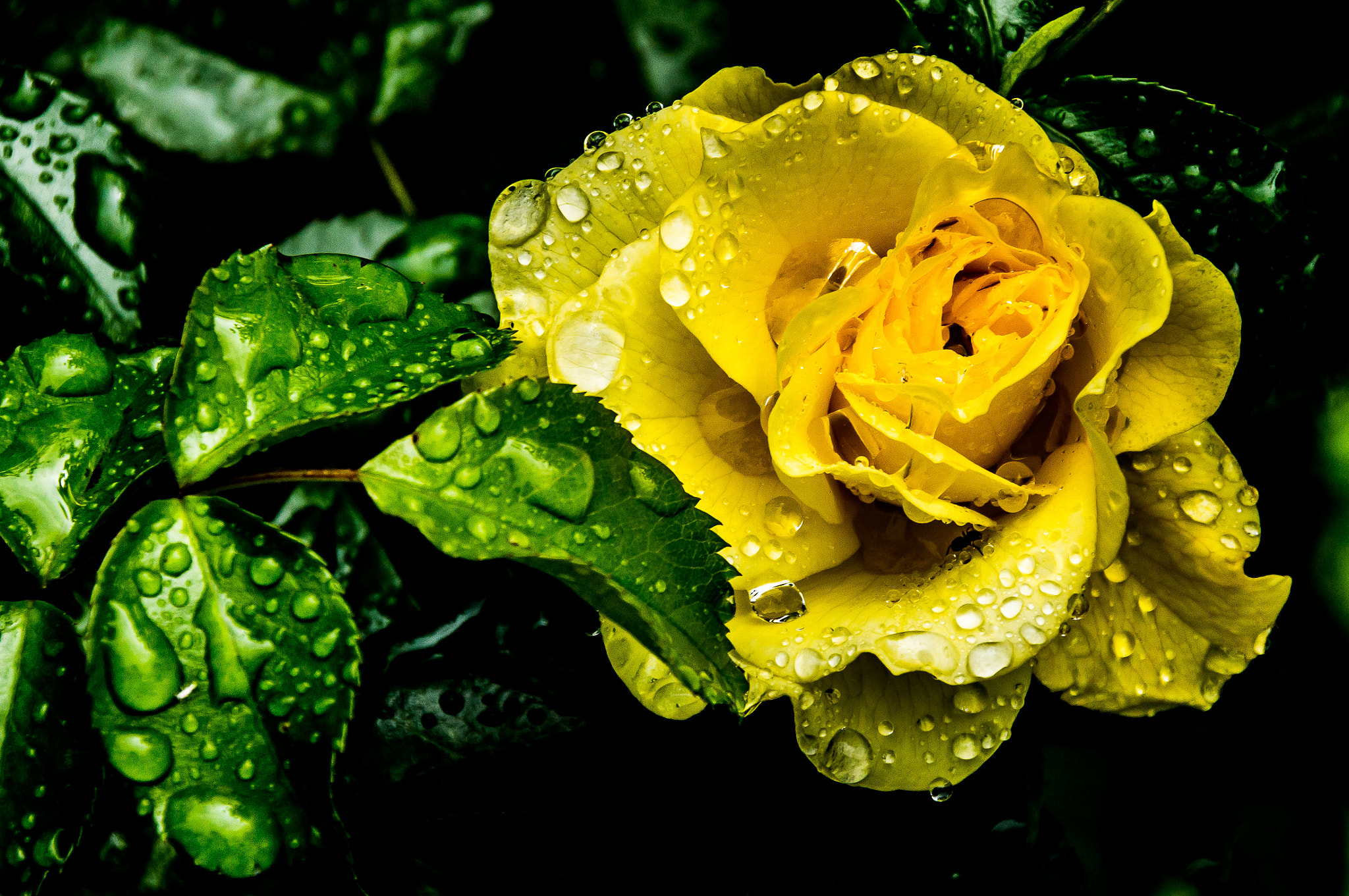 Sony Alpha NEX-6 + Sigma 18-250mm F3.5-6.3 DC OS HSM sample photo. Rainy day yellow rose photography