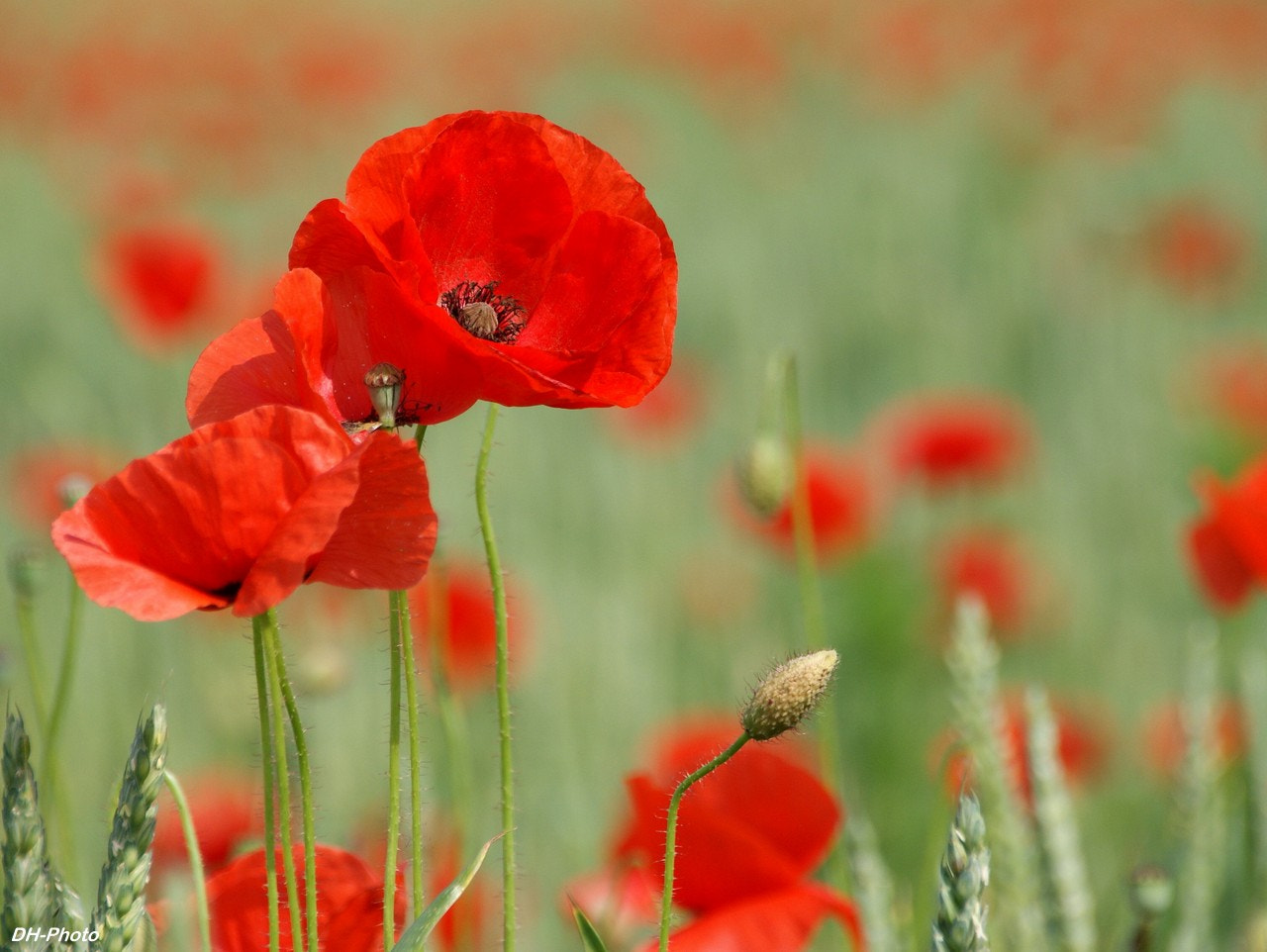 Sigma 18-250mm F3.5-6.3 DC OS HSM sample photo. Field poppy photography