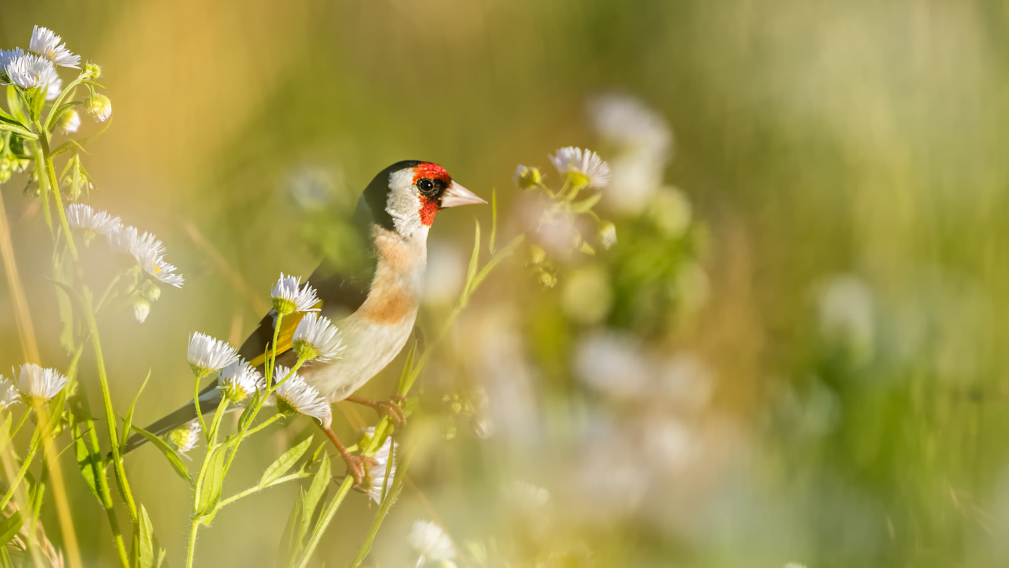 Canon EF 400mm F2.8L IS II USM sample photo. Cardellino  photography
