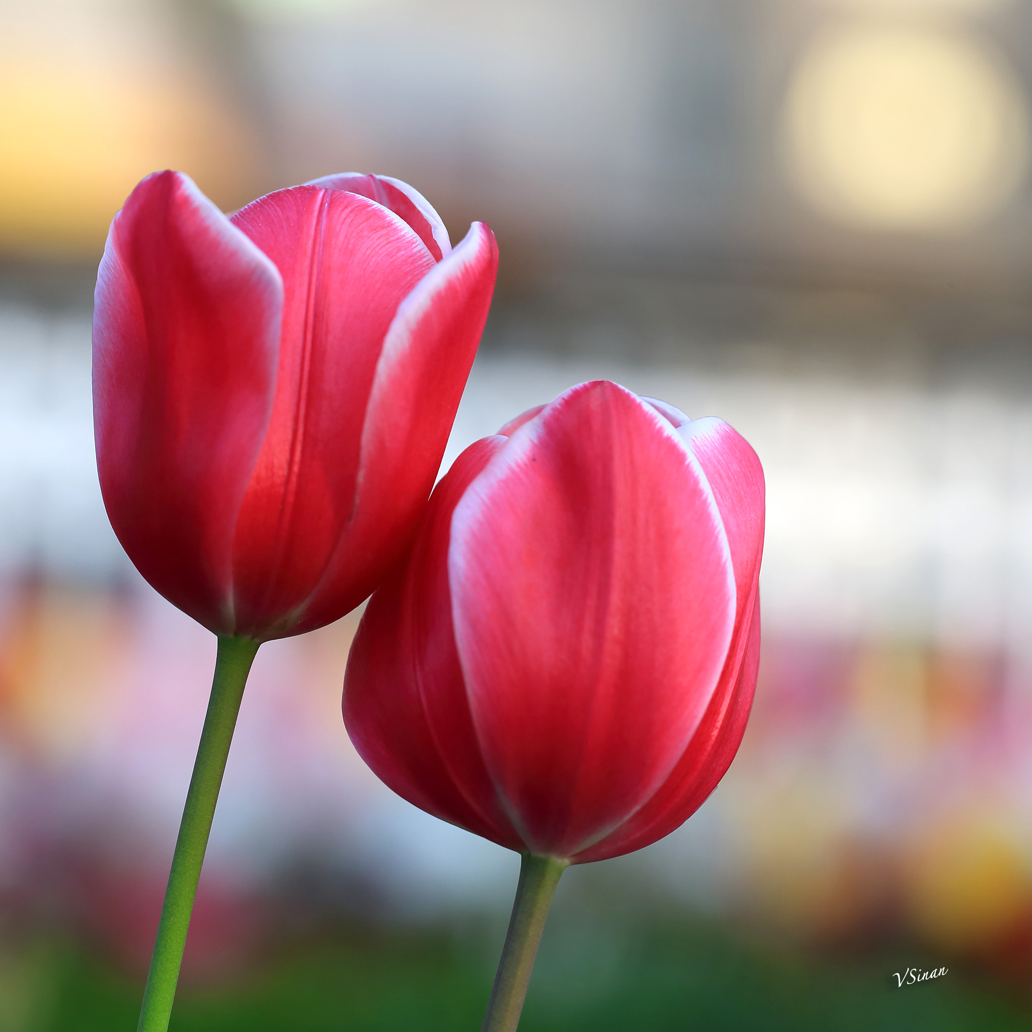 Canon EF 100mm F2.8L Macro IS USM sample photo. Tulips photography