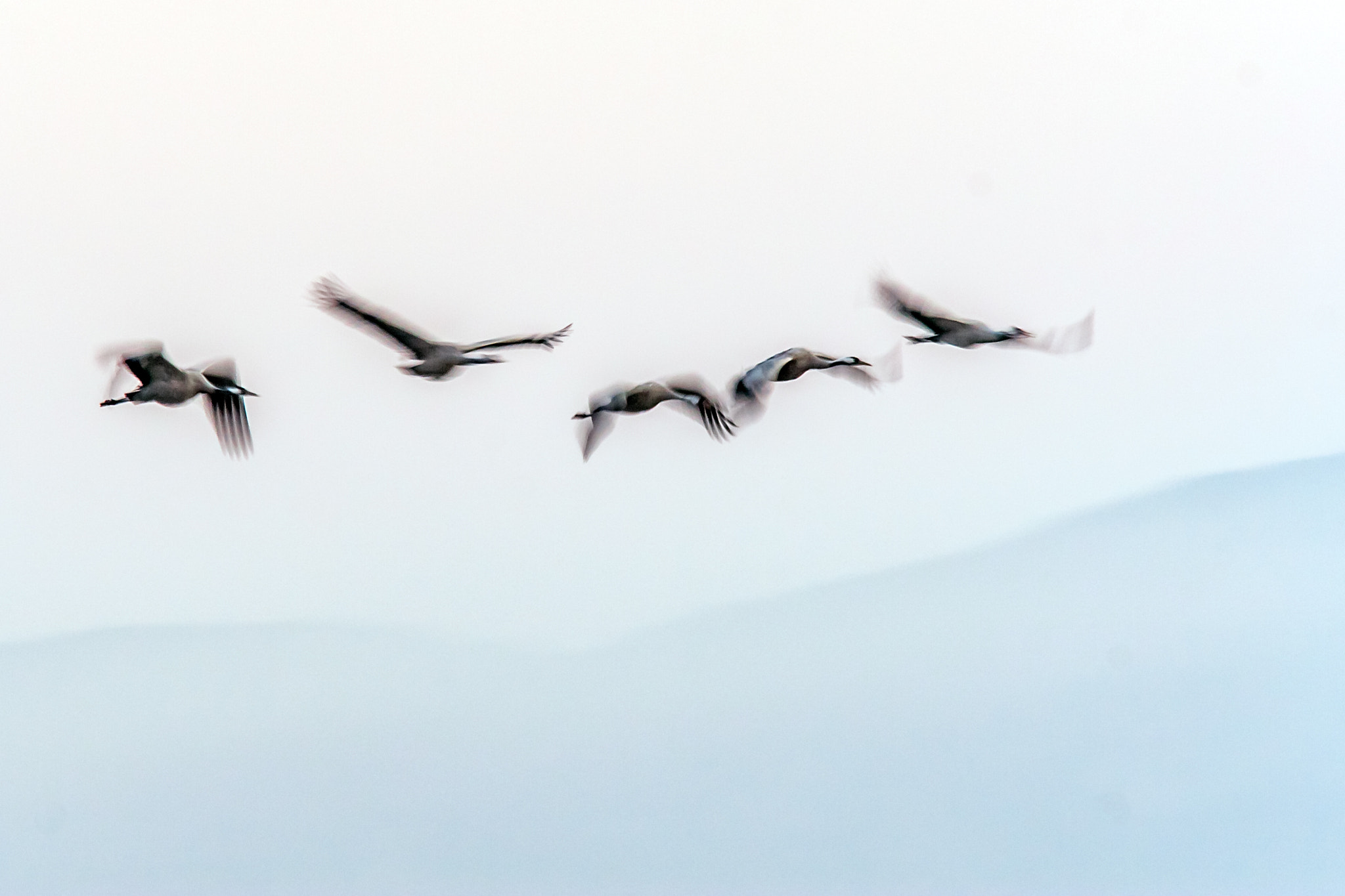 Canon EF 300mm F4L IS USM sample photo. Grullas photography