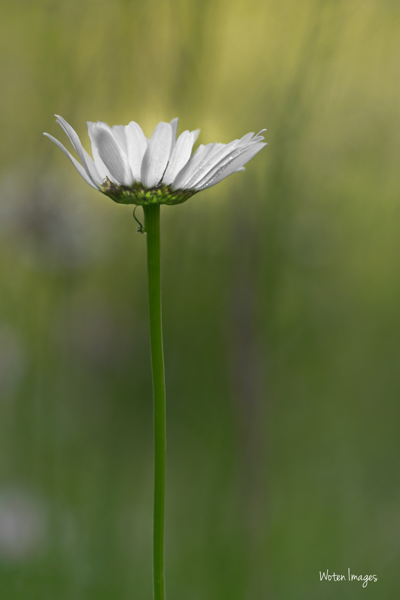 Nikon AF-S Micro-Nikkor 105mm F2.8G IF-ED VR sample photo. Daisy in the morning photography
