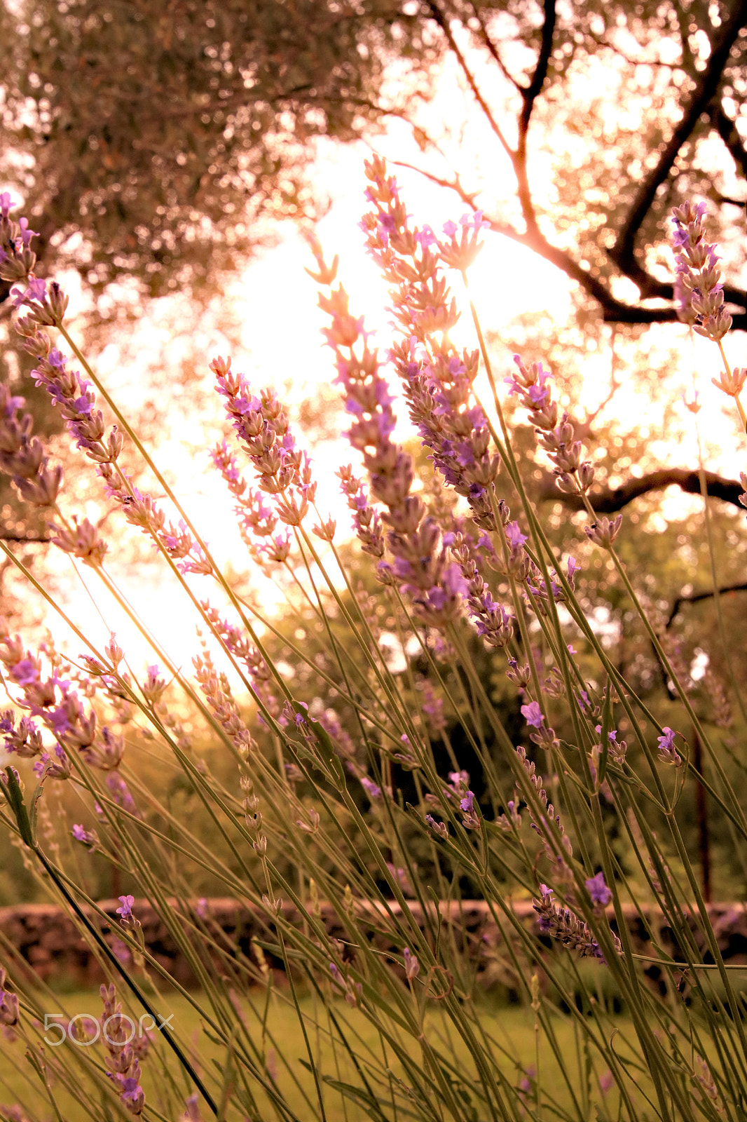 Canon EOS 750D (EOS Rebel T6i / EOS Kiss X8i) sample photo. Lavender photography
