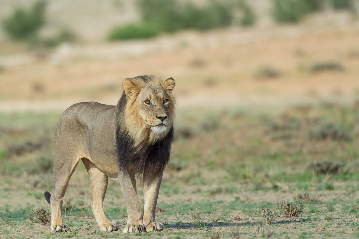 Nikon D4S + Nikon AF-S Nikkor 500mm F4G ED VR sample photo. Kalahari 2016 male lion photography