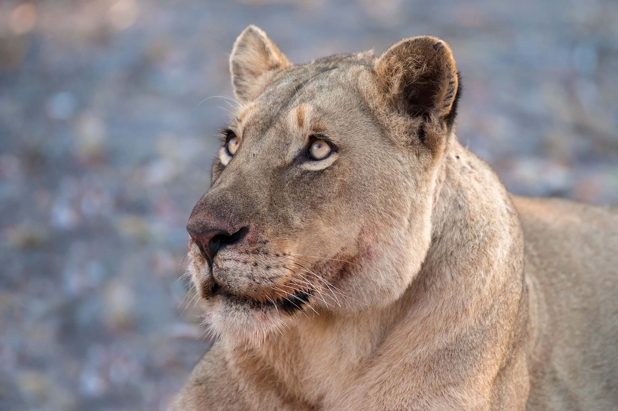 Nikon D3 sample photo. Lioness photography