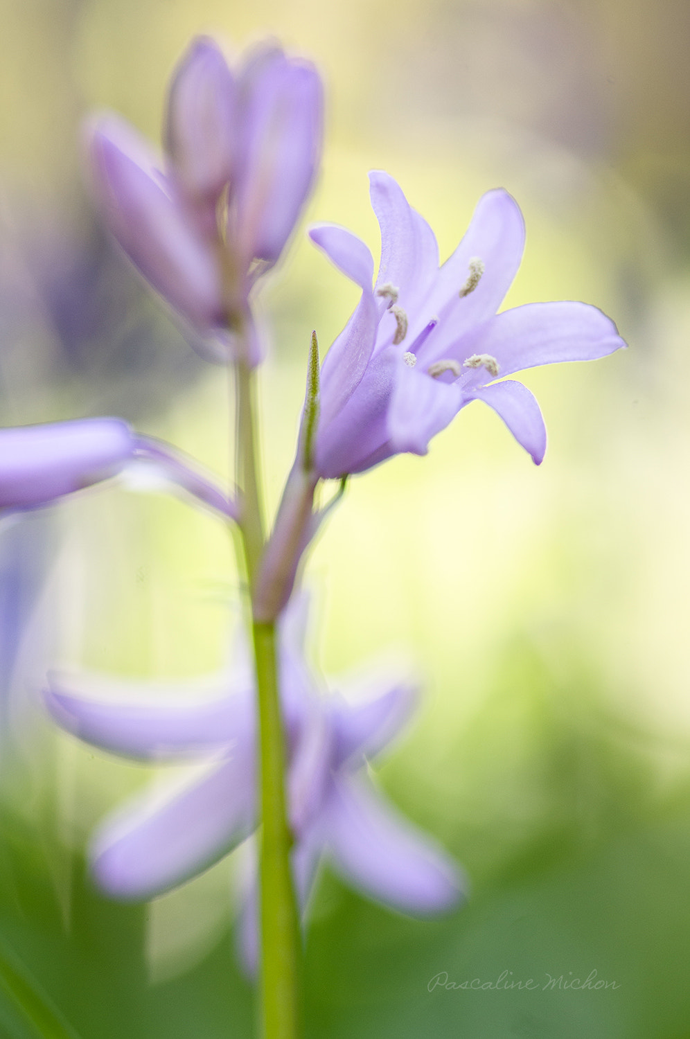 Pentax K-r + Sigma sample photo. Tinker bell ! photography
