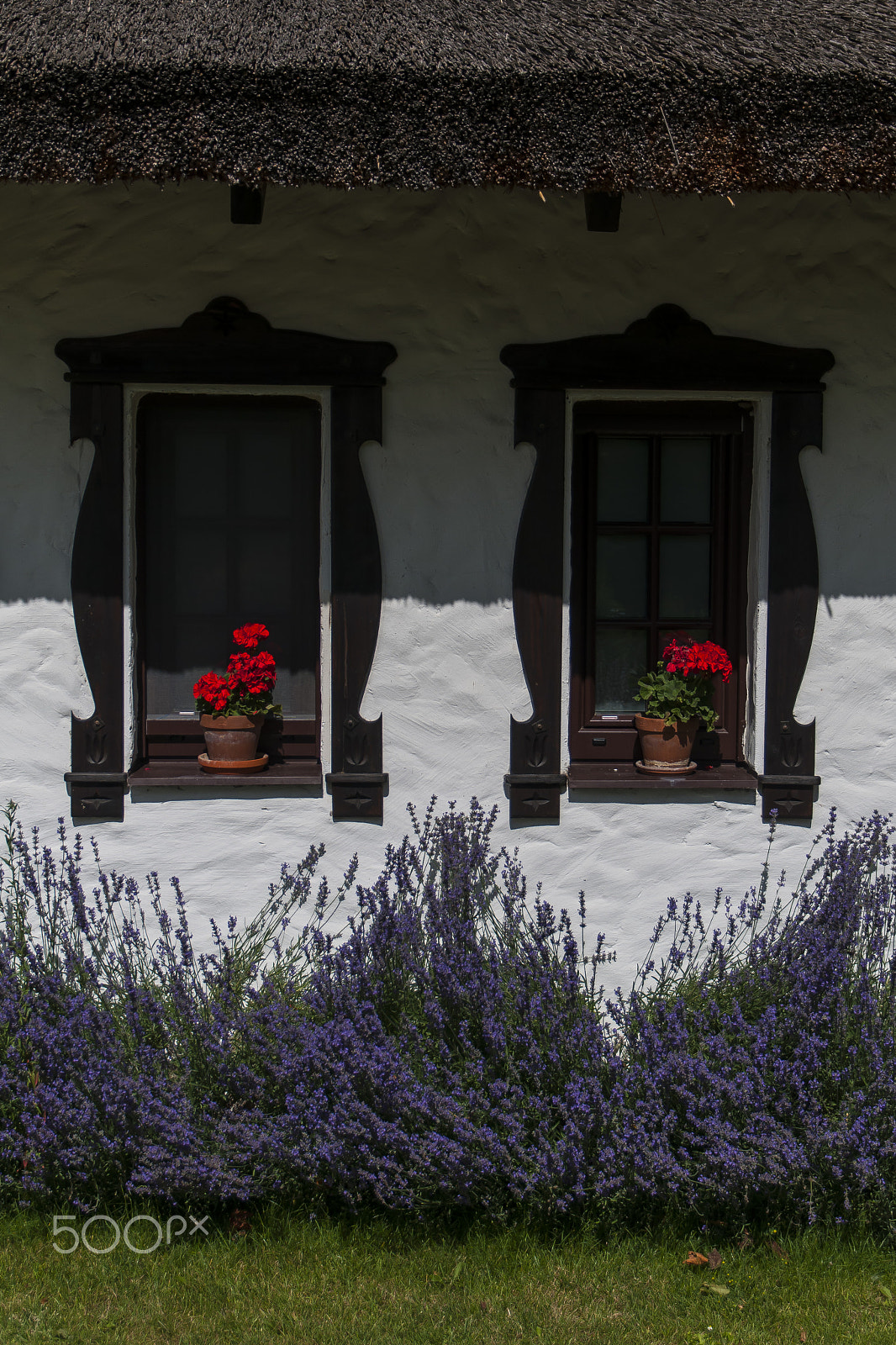 Sigma 17-70mm F2.8-4 DC Macro OS HSM | C sample photo. Two geranium photography