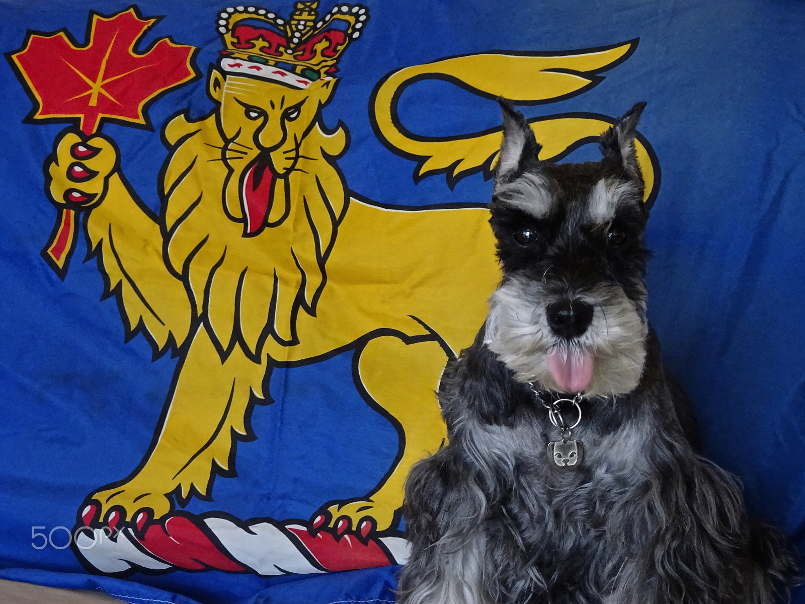 Sony 25-500mm F3.5-6.5 sample photo. Canadian governor general's flag and samuel matching tongues photography