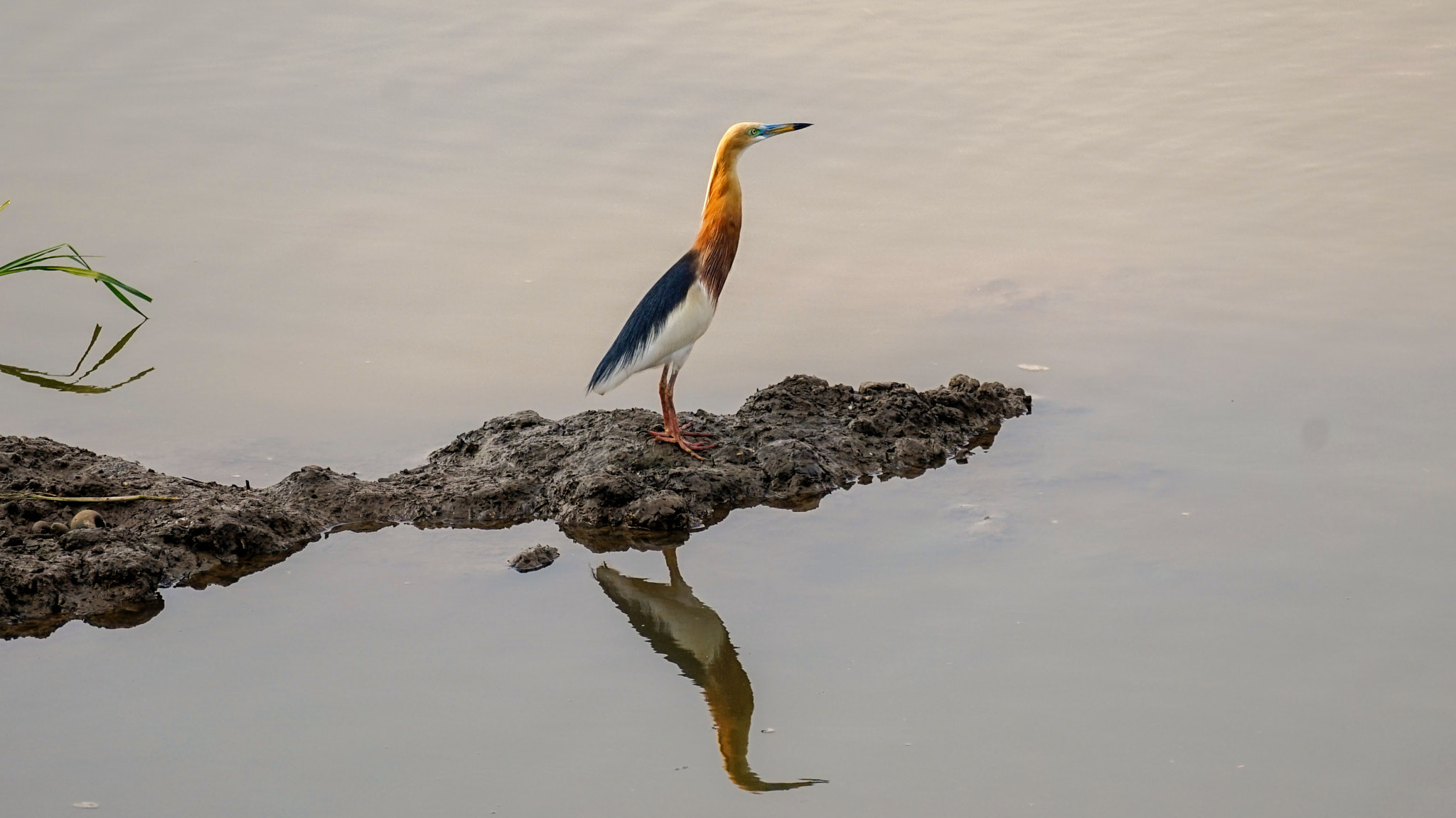 Sony 70-300mm F4.5-5.6 G SSM sample photo. Javan pond heron photography