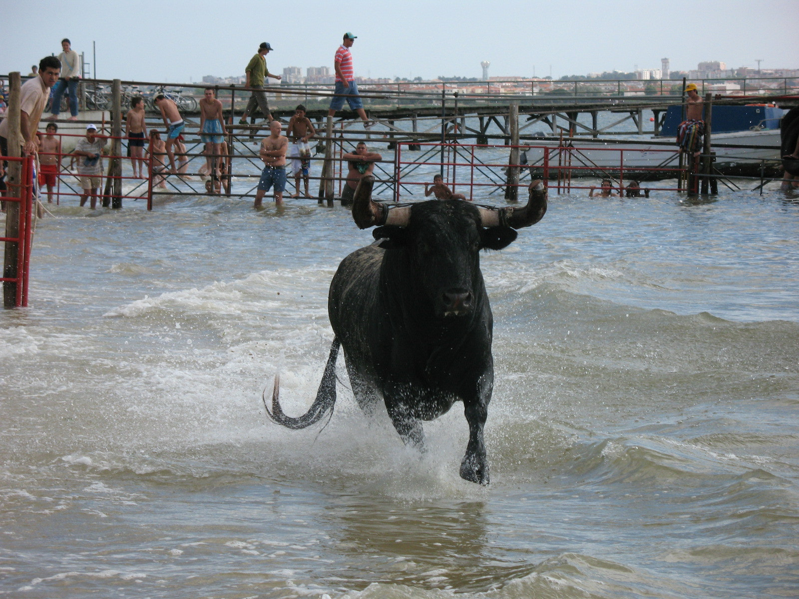 Canon POWERSHOT A640 sample photo. Bullfighting on the beach photography