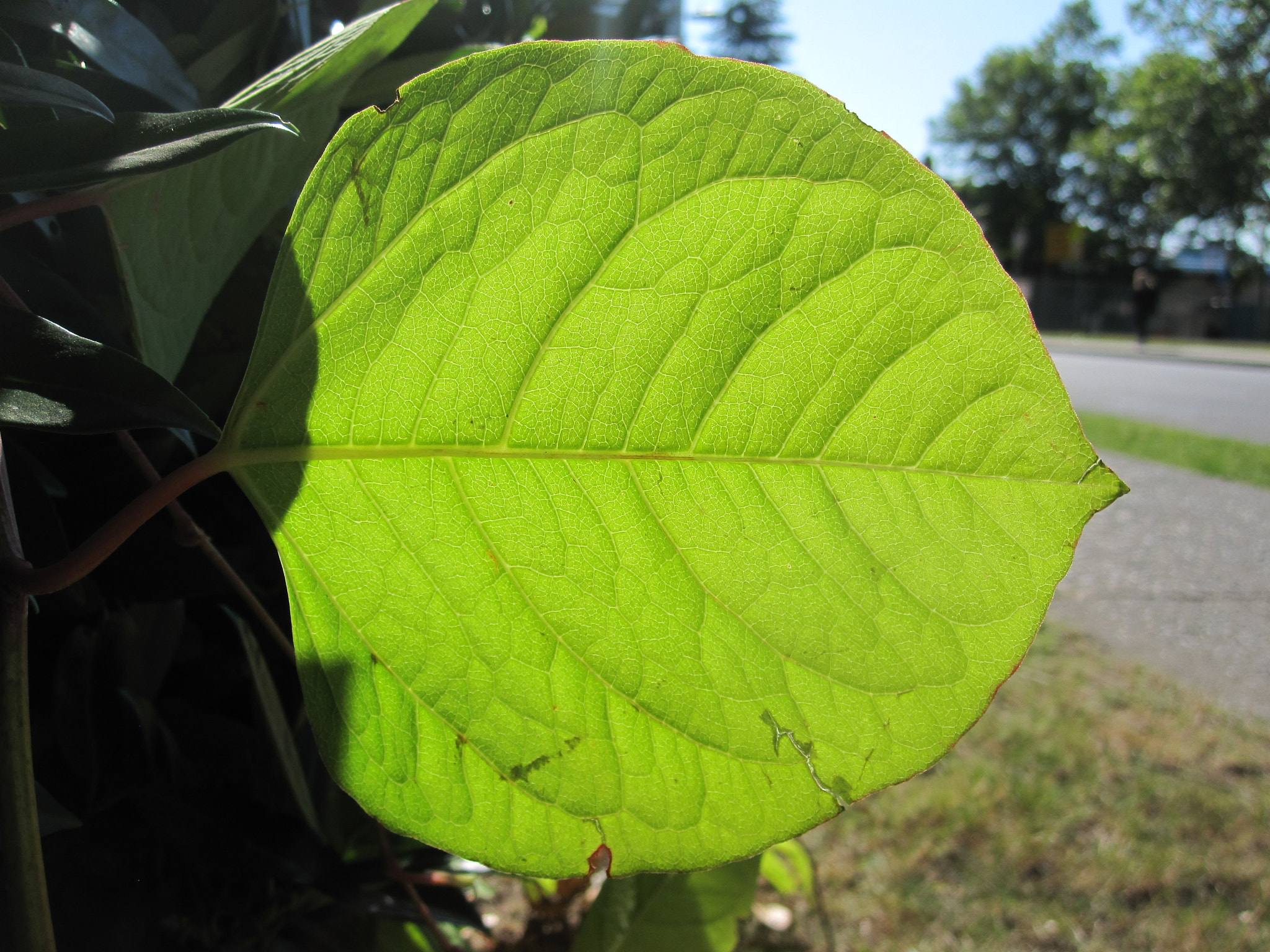 Canon PowerShot SD780 IS (Digital IXUS 100 IS / IXY Digital 210 IS) sample photo. Single within many photography