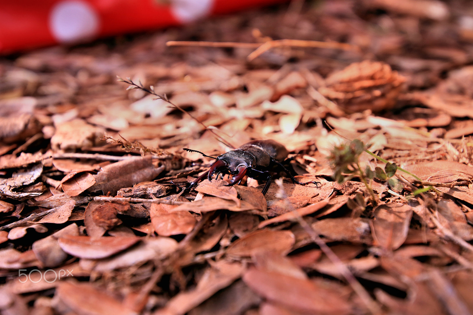 Canon EOS 750D (EOS Rebel T6i / EOS Kiss X8i) sample photo. Hirschkäfer photography