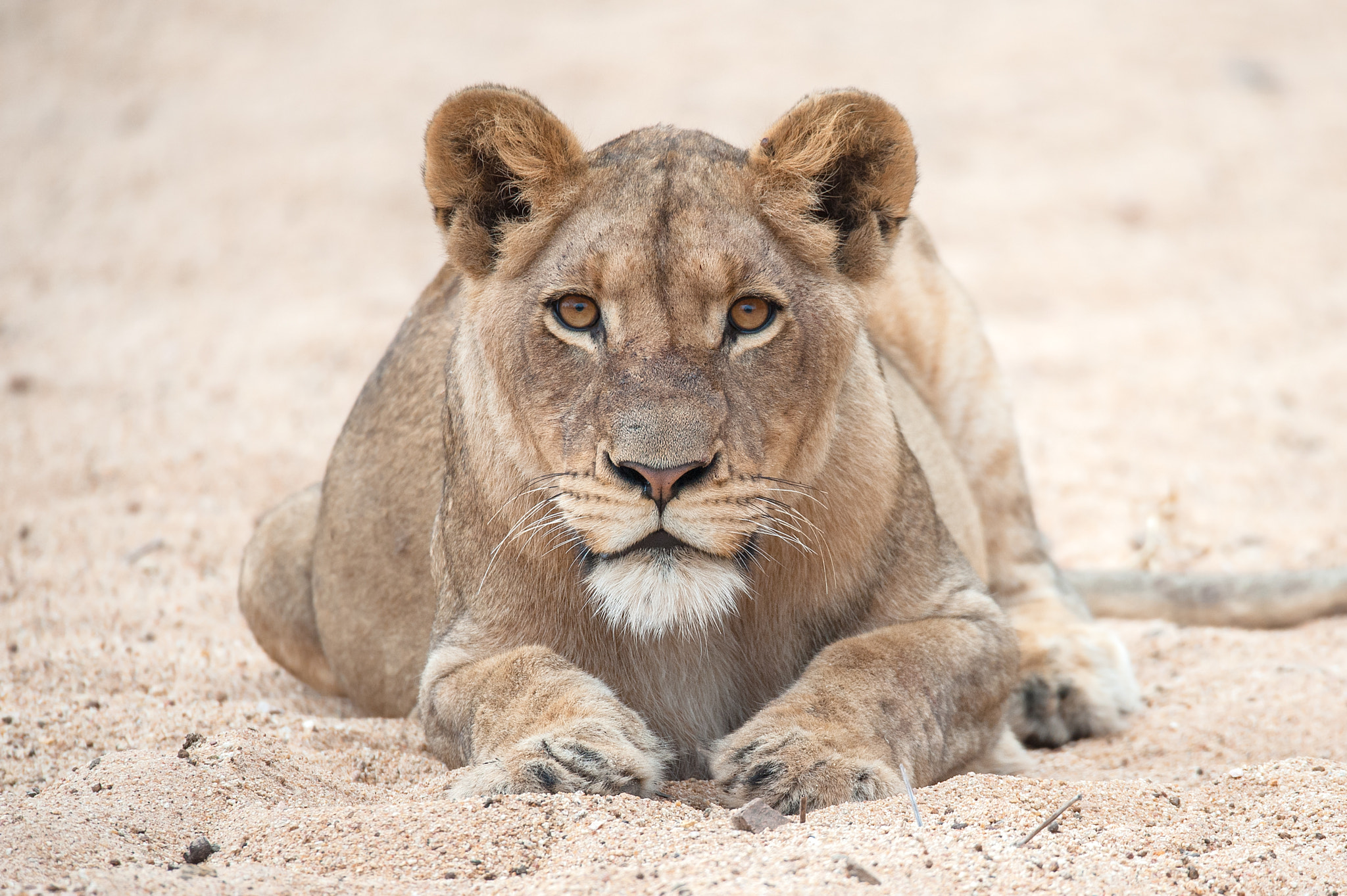 Sigma 150-600mm F5-6.3 DG OS HSM | S sample photo. Crouching lion photography