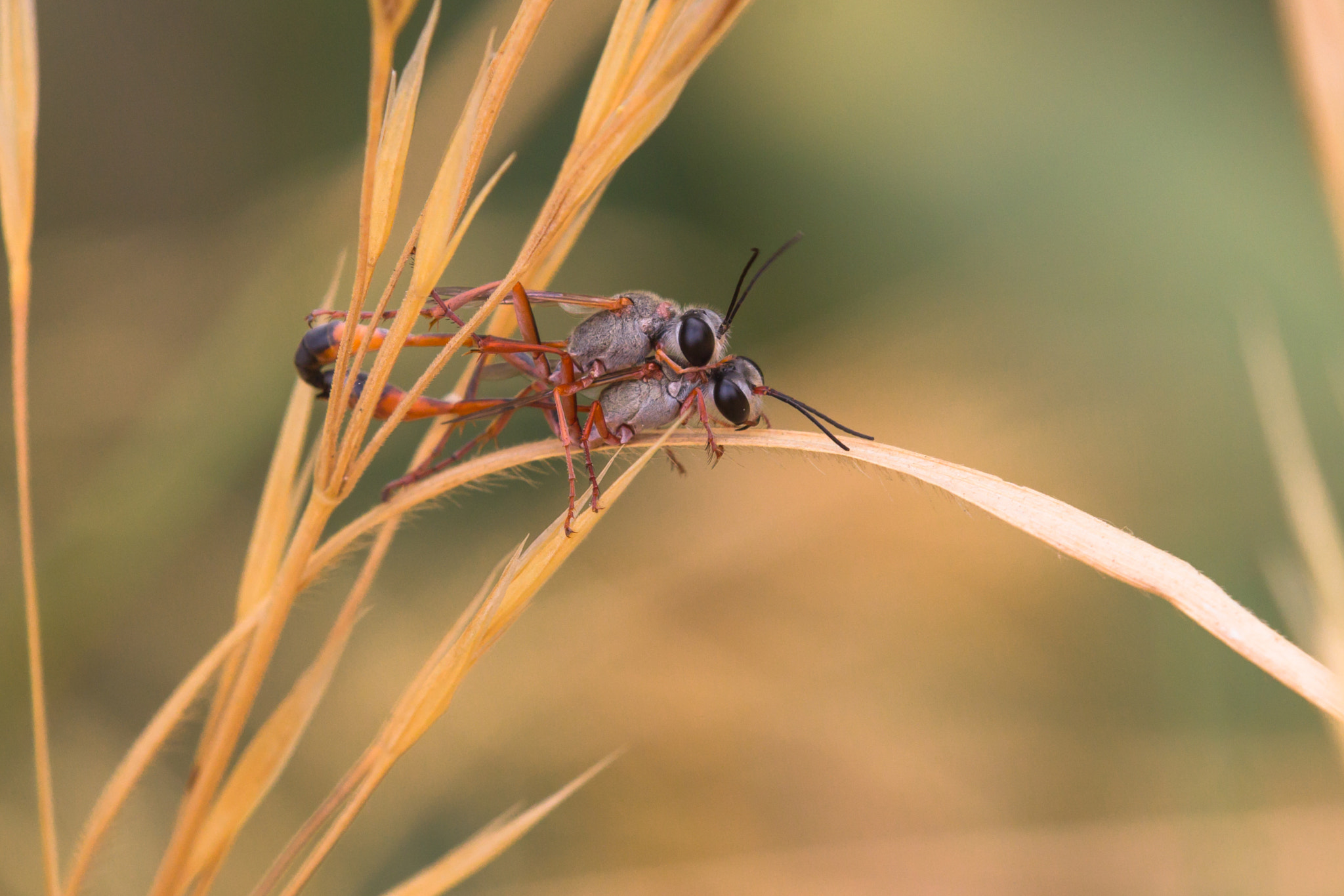 Tamron SP AF 180mm F3.5 Di LD (IF) Macro sample photo. Ammophilas mating photography