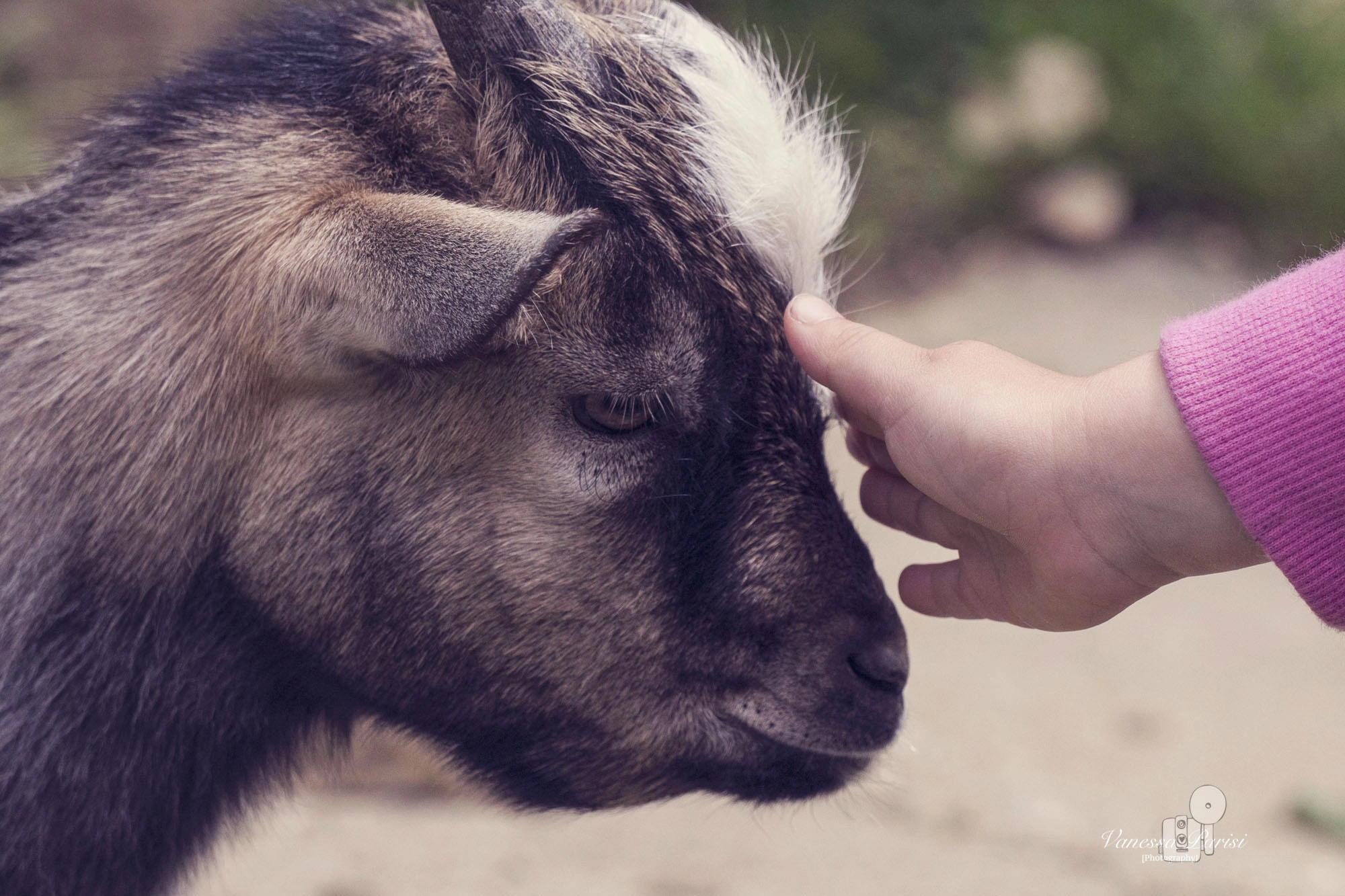 Sony a7 + Sony E 55-210mm F4.5-6.3 OSS sample photo. Un moment de tendresse <3 photography