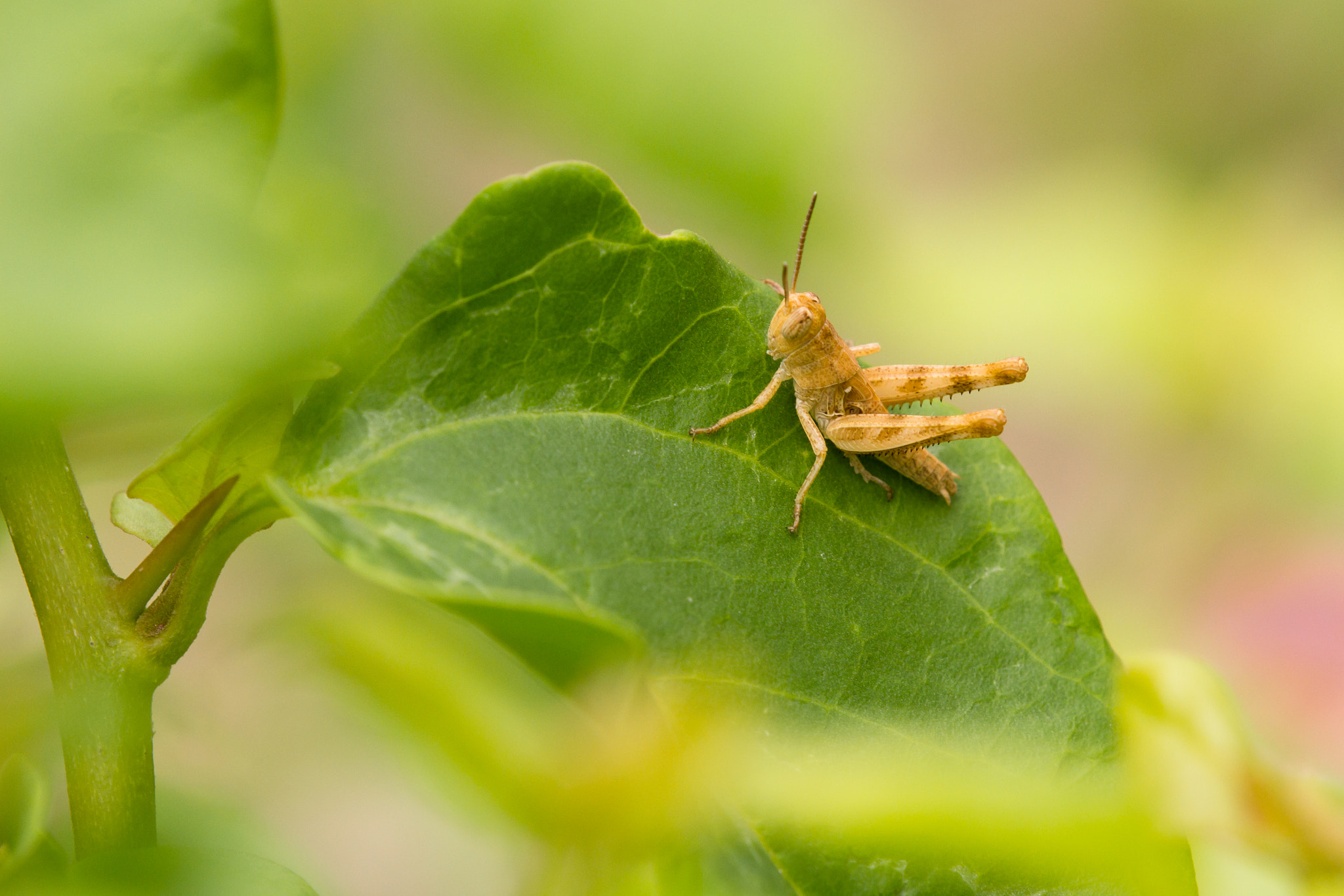 Tamron SP AF 180mm F3.5 Di LD (IF) Macro sample photo. Grasshopper nymph photography