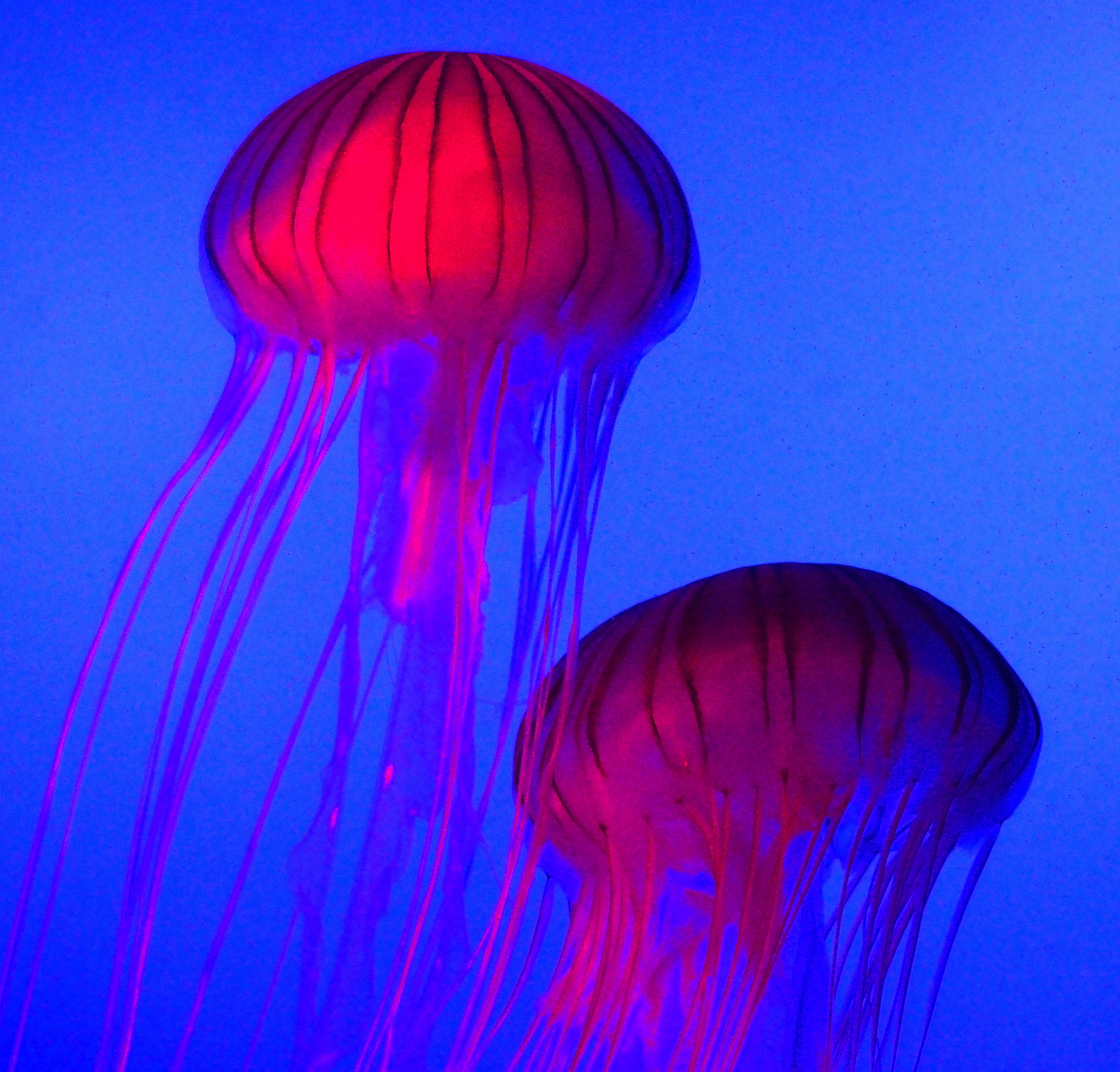 AF Zoom-Nikkor 28-80mm f/3.5-5.6D sample photo. Jellyfish photography