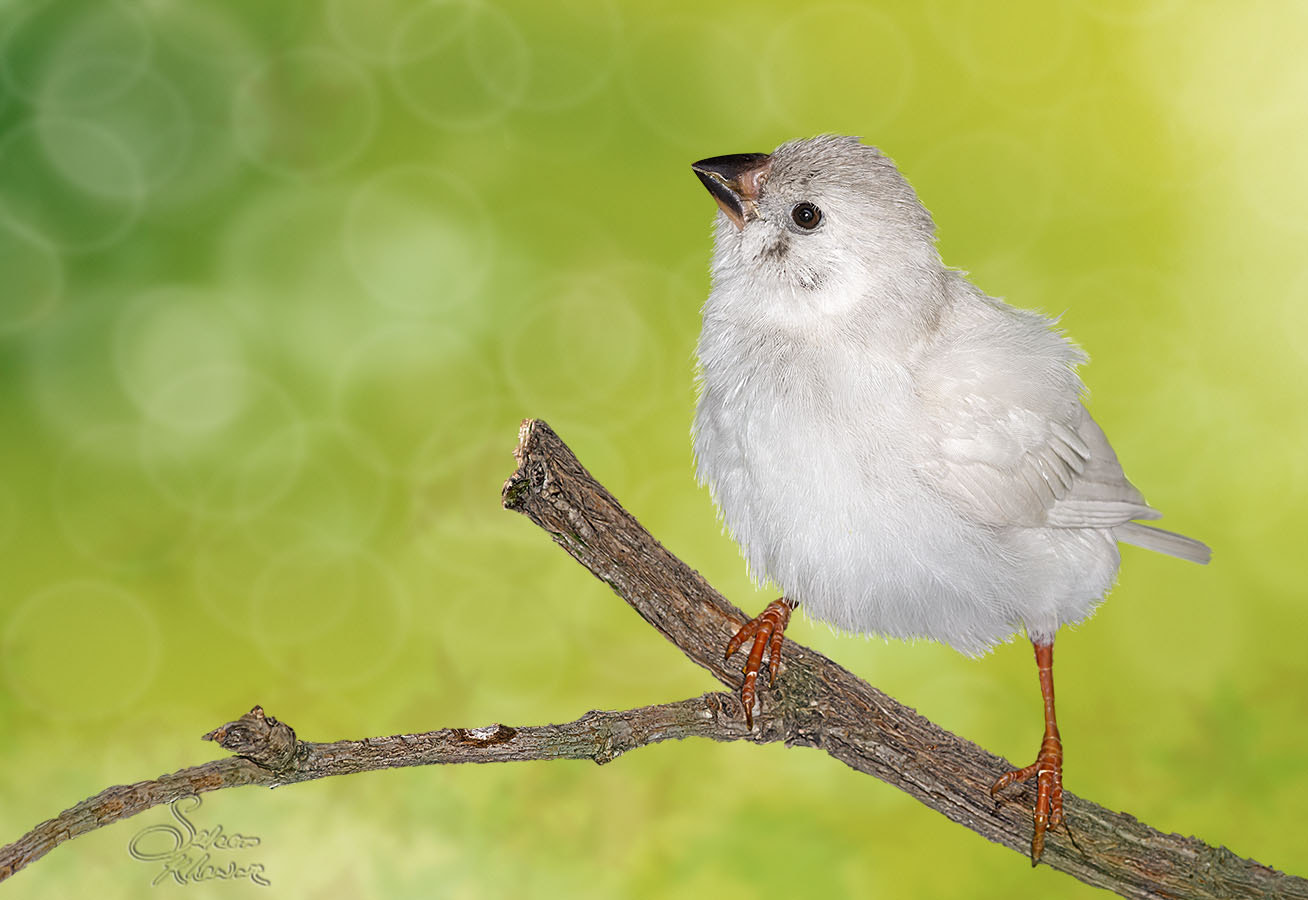 Canon EOS 6D + Sigma 105mm F2.8 EX DG Macro sample photo. Milky winged beauty photography