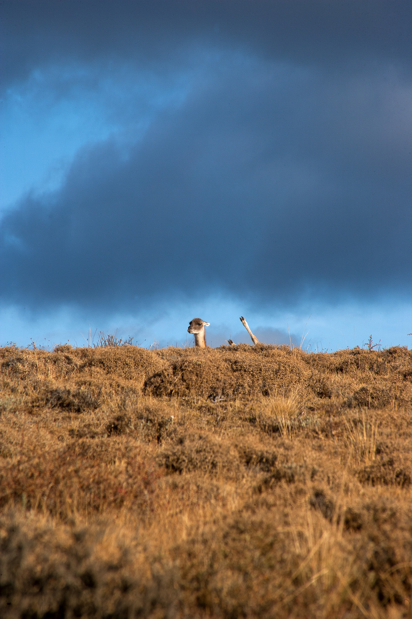 Canon EOS-1Ds Mark II + EF75-300mm f/4-5.6 sample photo. Dos guanacos photography