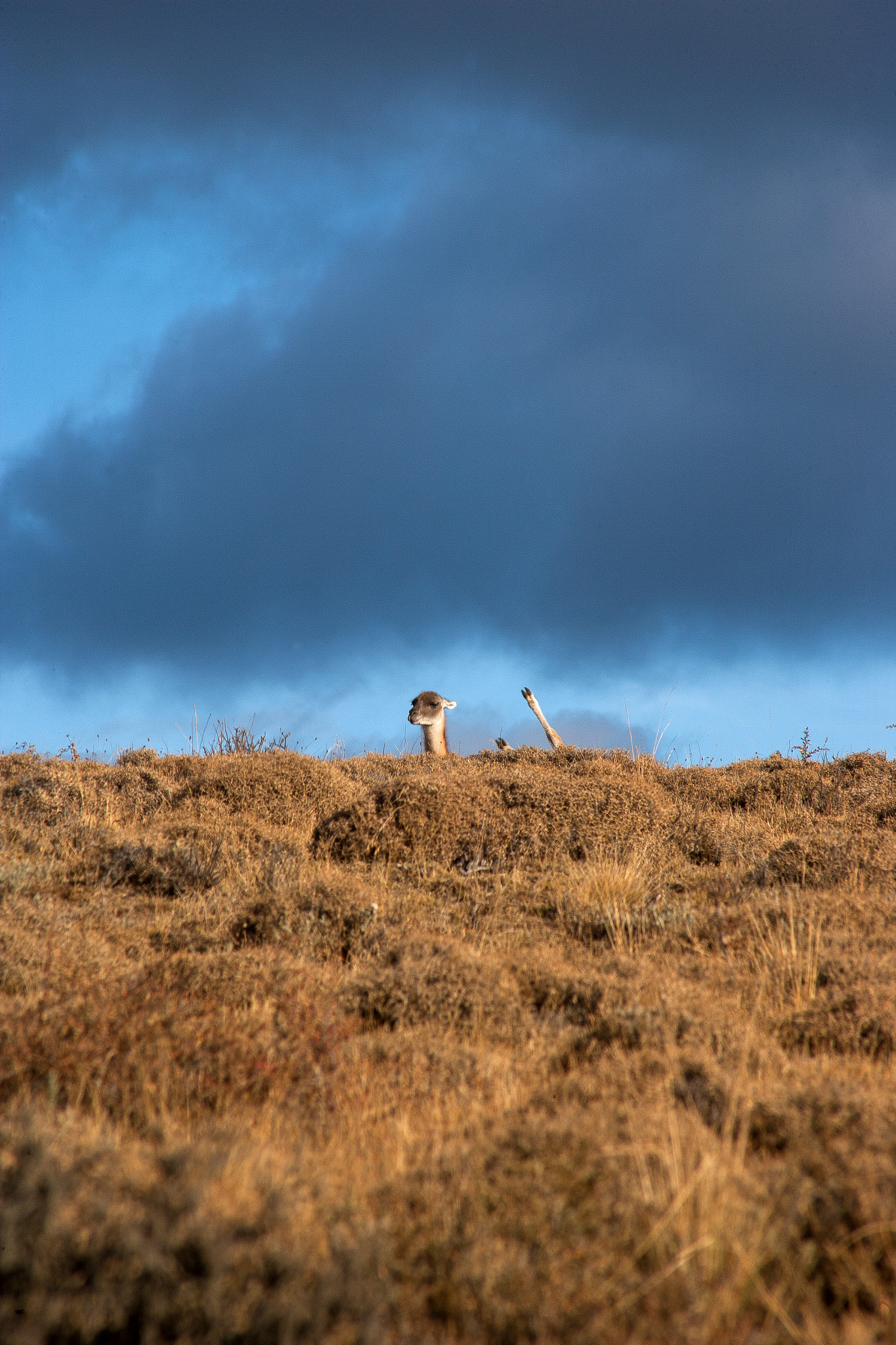 Canon EOS-1Ds Mark II sample photo. Dos guanacos photography
