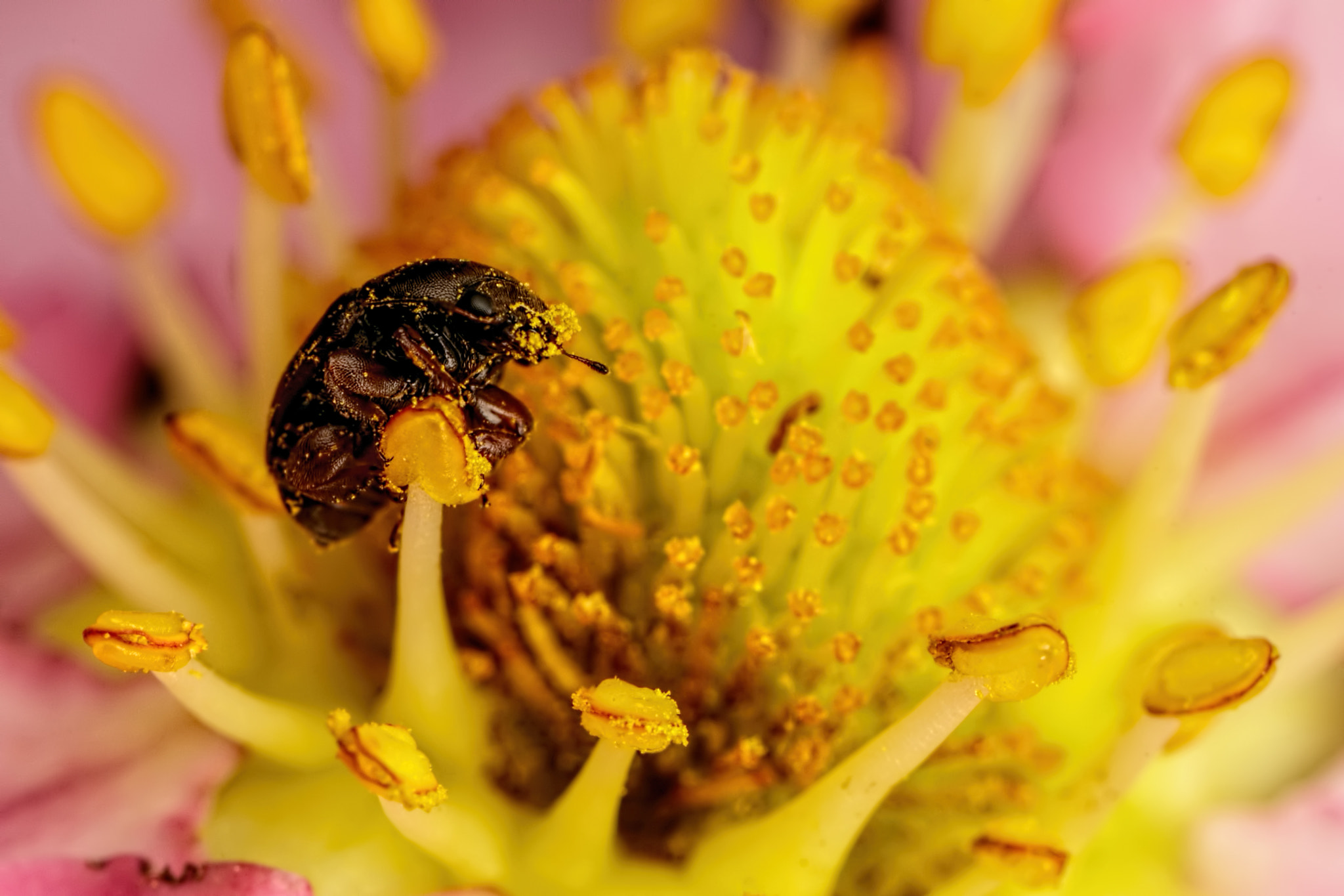 Canon MP-E 65mm F2.5 1-5x Macro Photo sample photo. Beetle on a strawberry flower photography