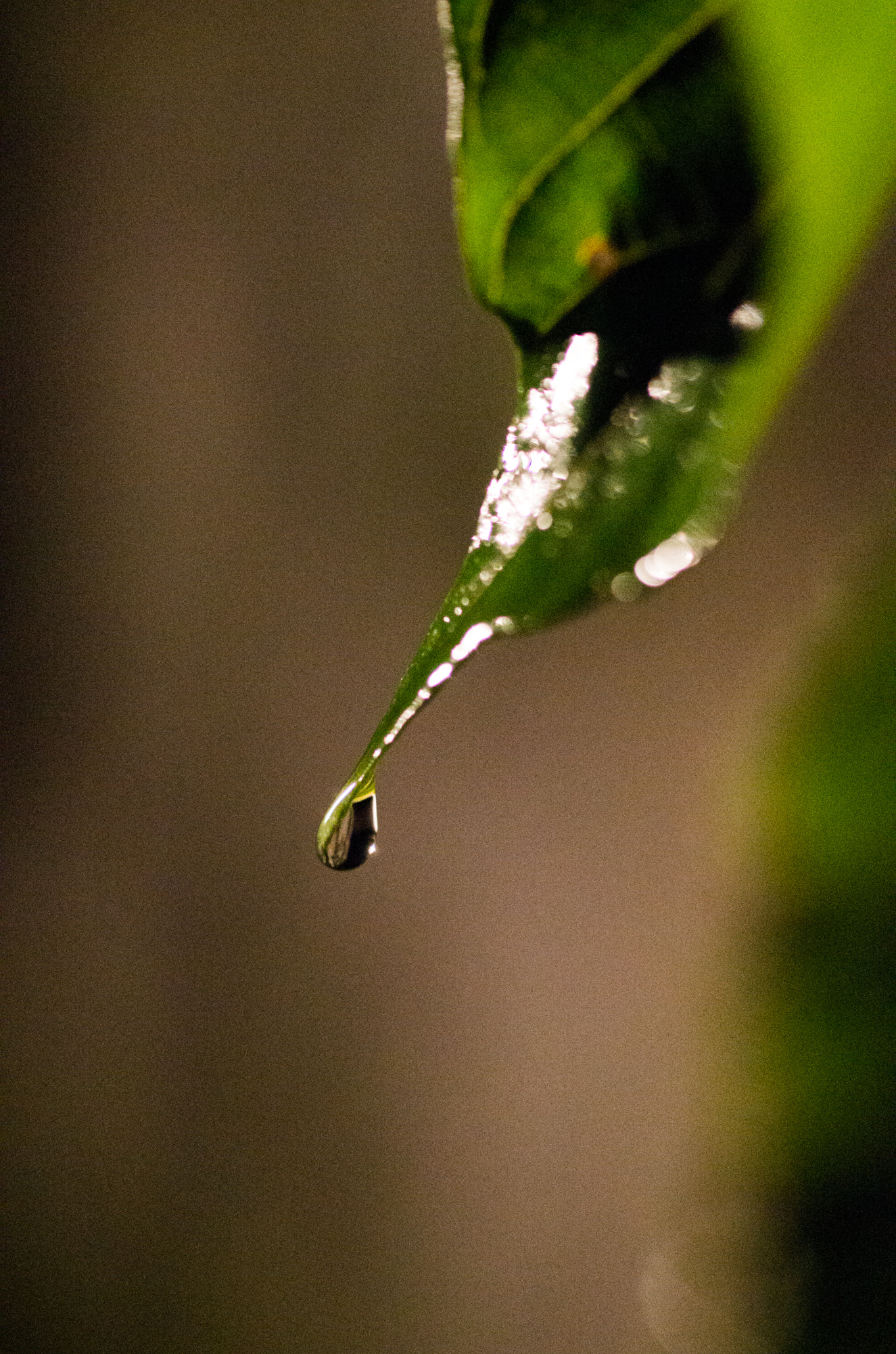 Pentax K-5 IIs sample photo. Leaf drop in the night part2 photography