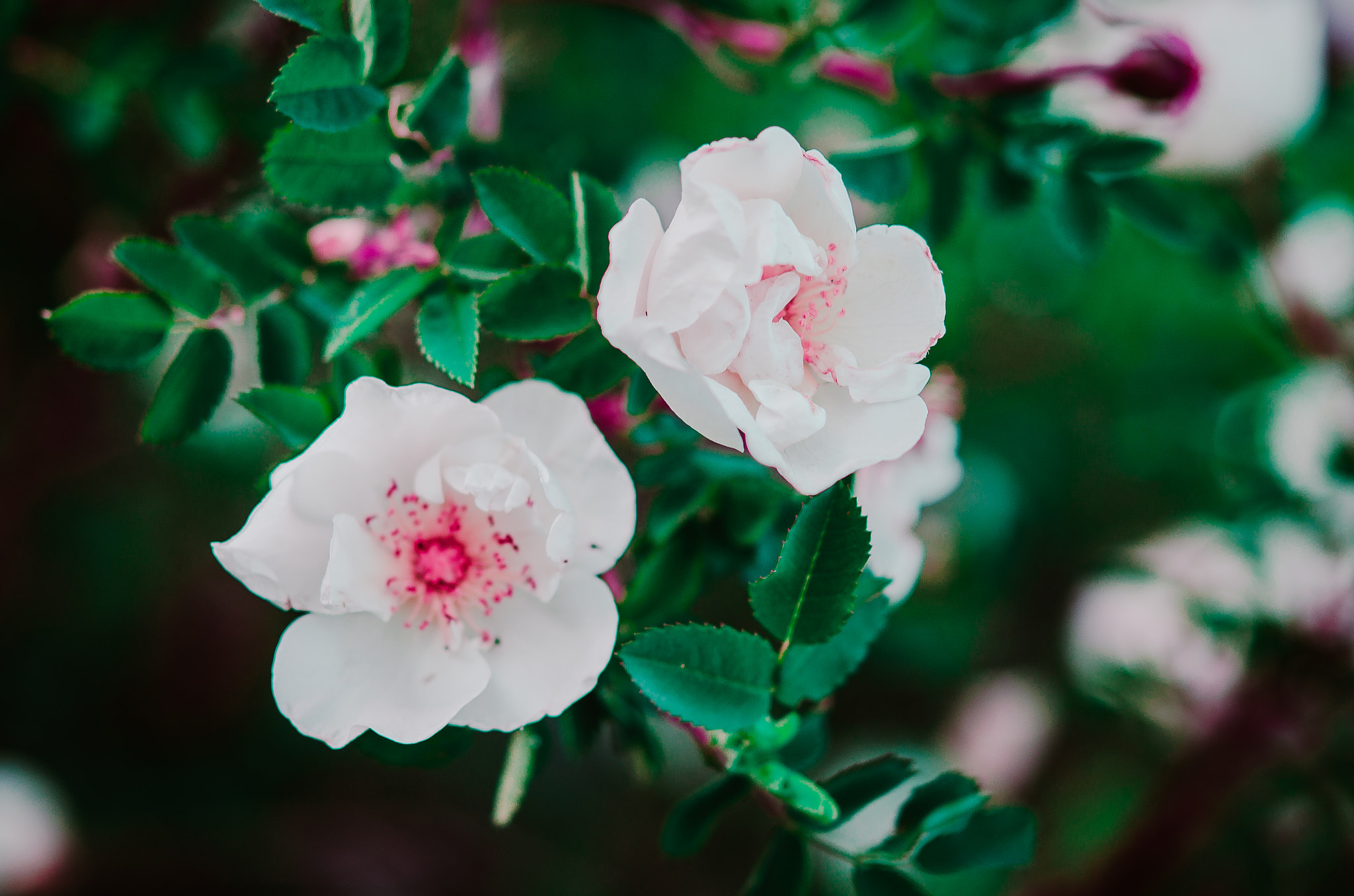 Nikon AF-S Micro-Nikkor 60mm F2.8G ED sample photo. Garden roses photography