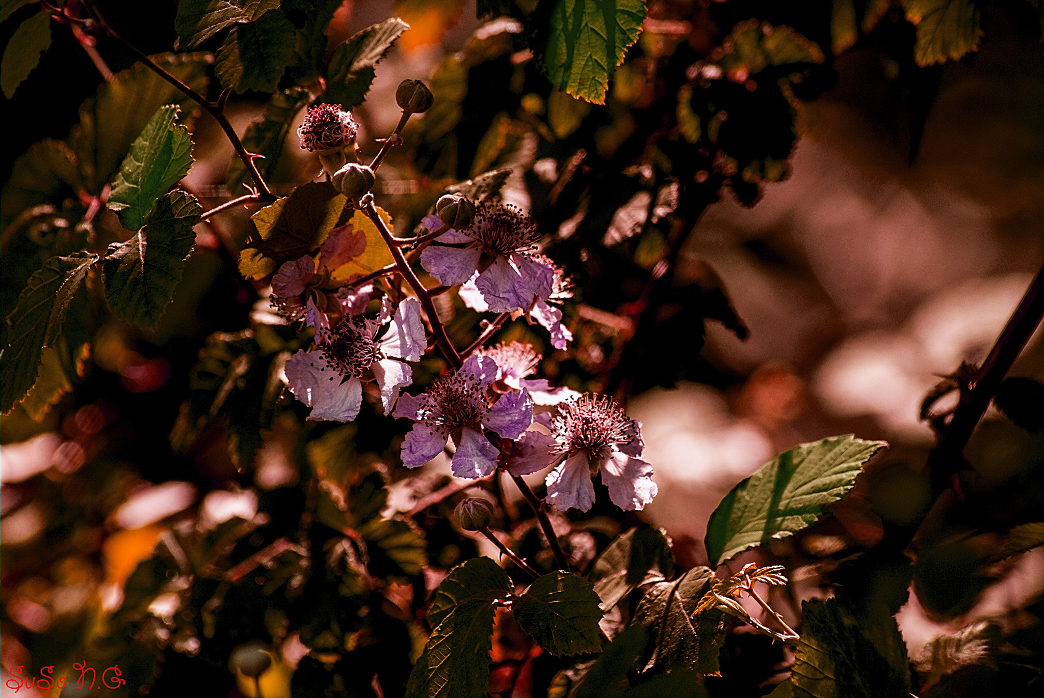 Nikon D3000 sample photo. Natu photography
