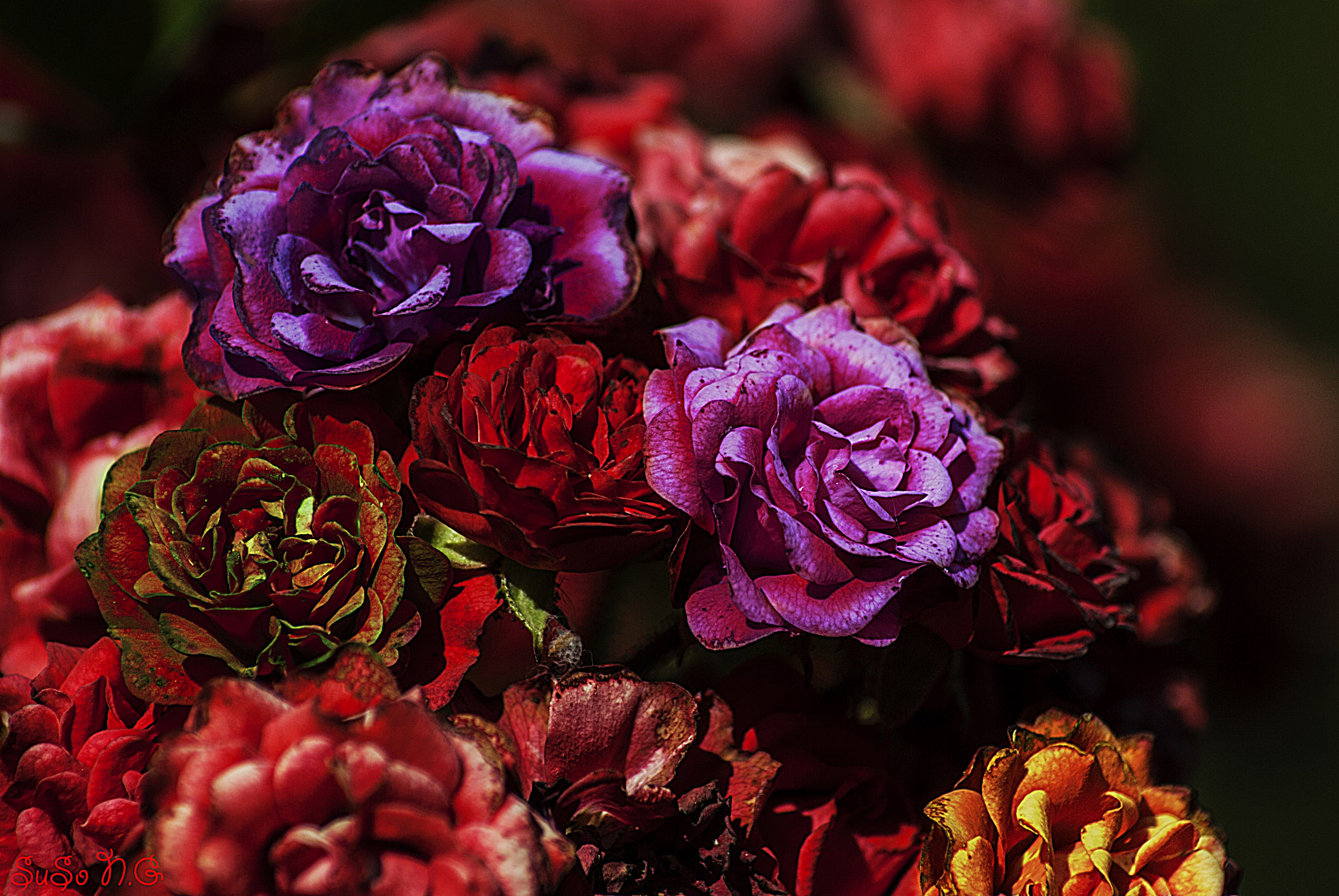 Nikon D3000 sample photo. Natu photography