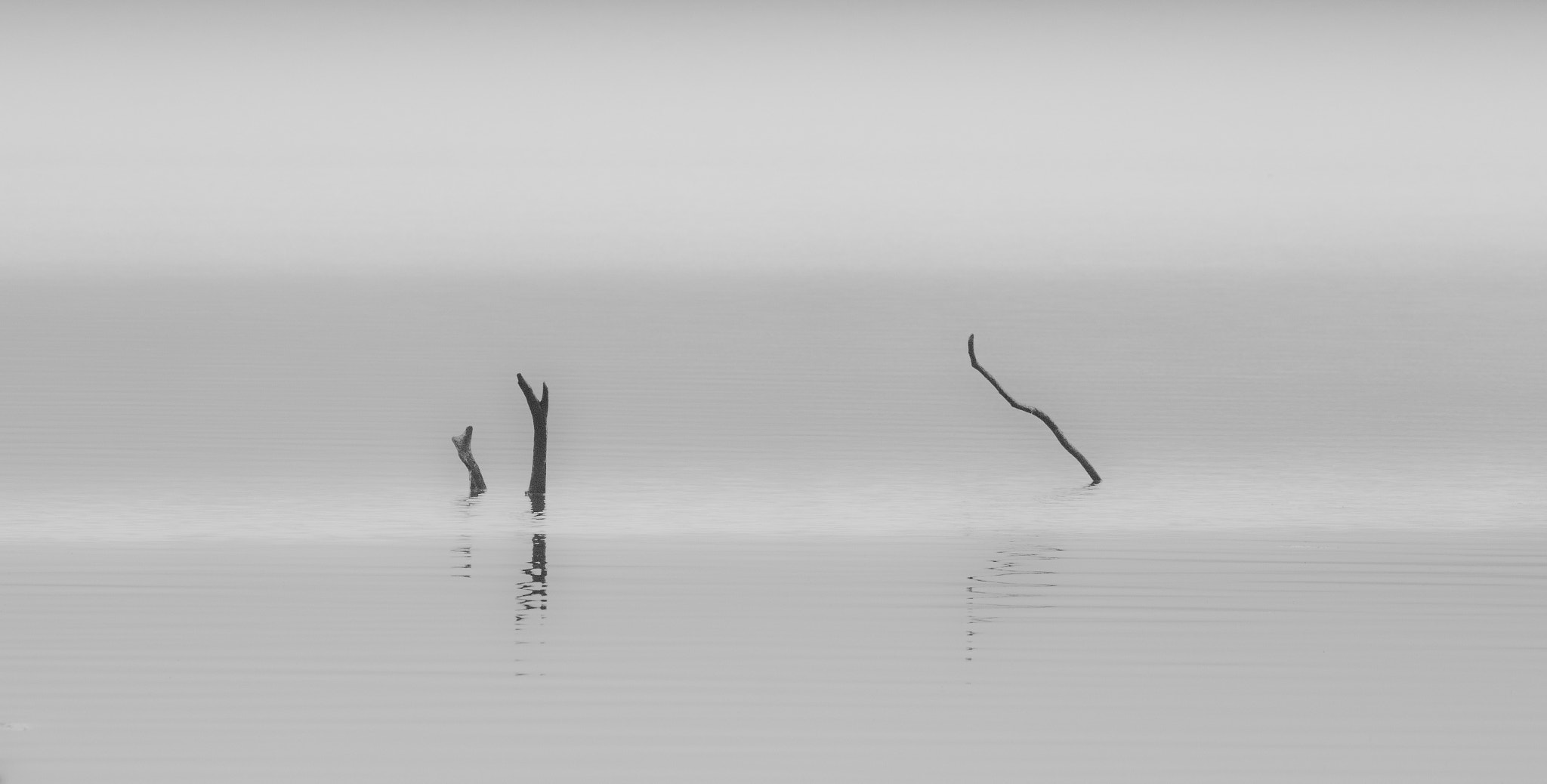 Canon EF 70-300mm F4-5.6L IS USM sample photo. Reaching from a foggy lake photography