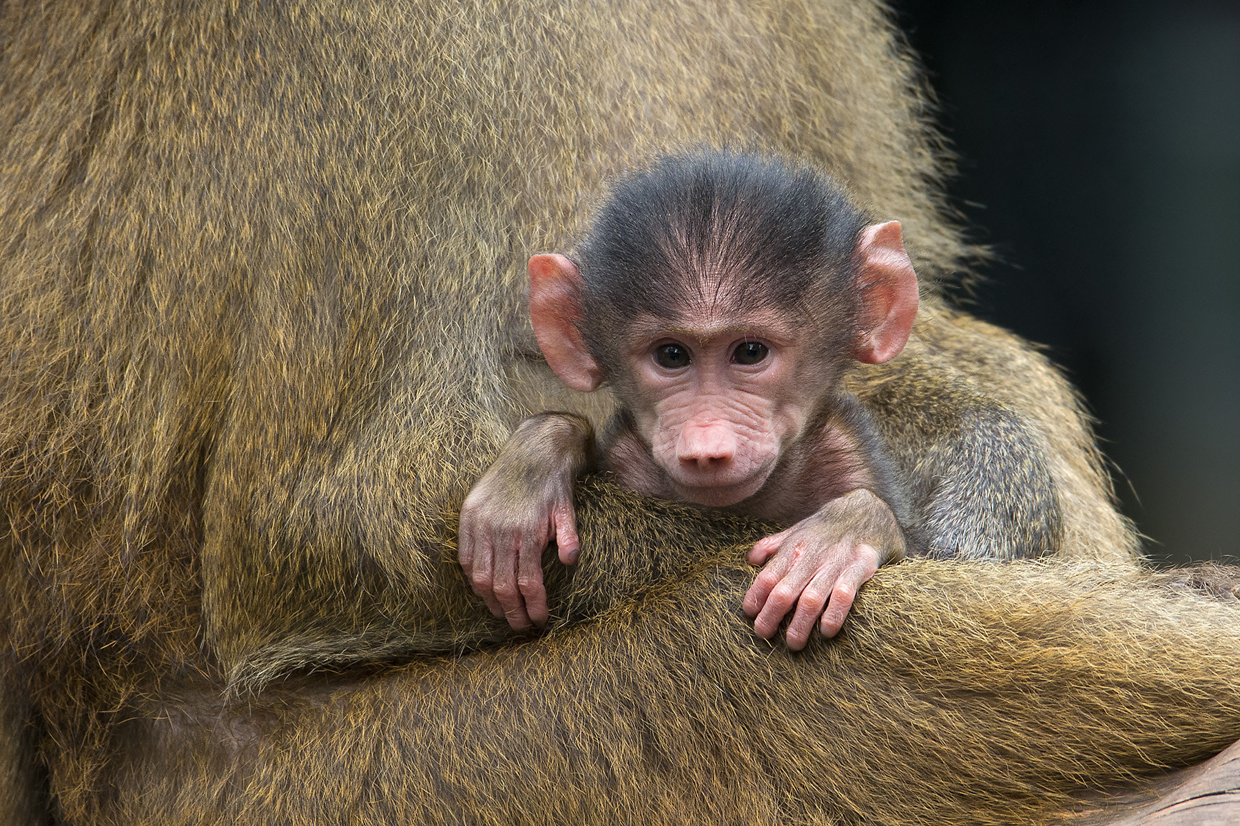 Pentax K-5 + Sigma 120-400mm F4.5-5.6 DG OS HSM sample photo. Affenbaby photography