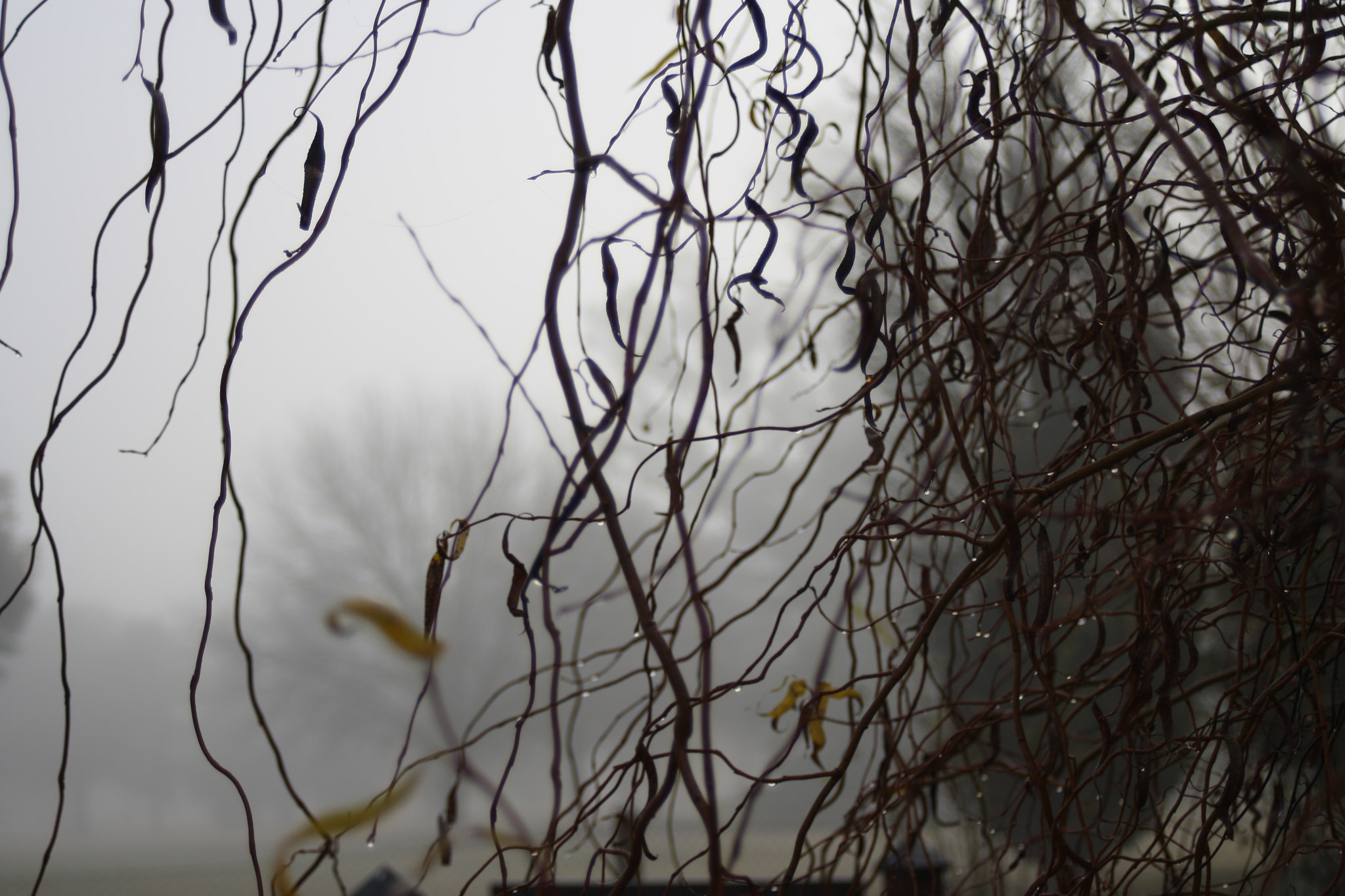 Canon EF 35-80mm f/4-5.6 sample photo. Into the woods photography