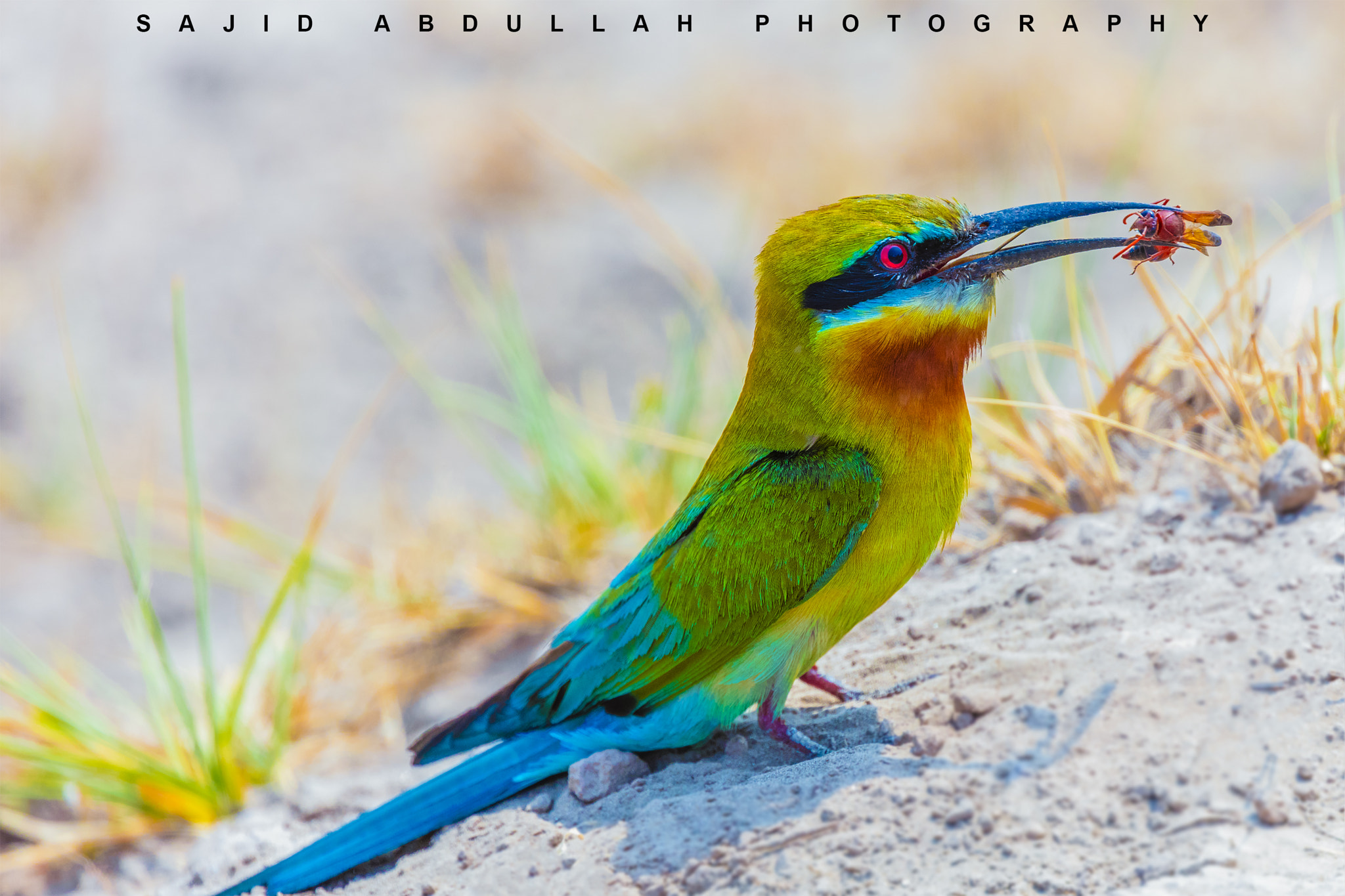 Canon EOS 5DS R sample photo. Portrait of bird with prey photography