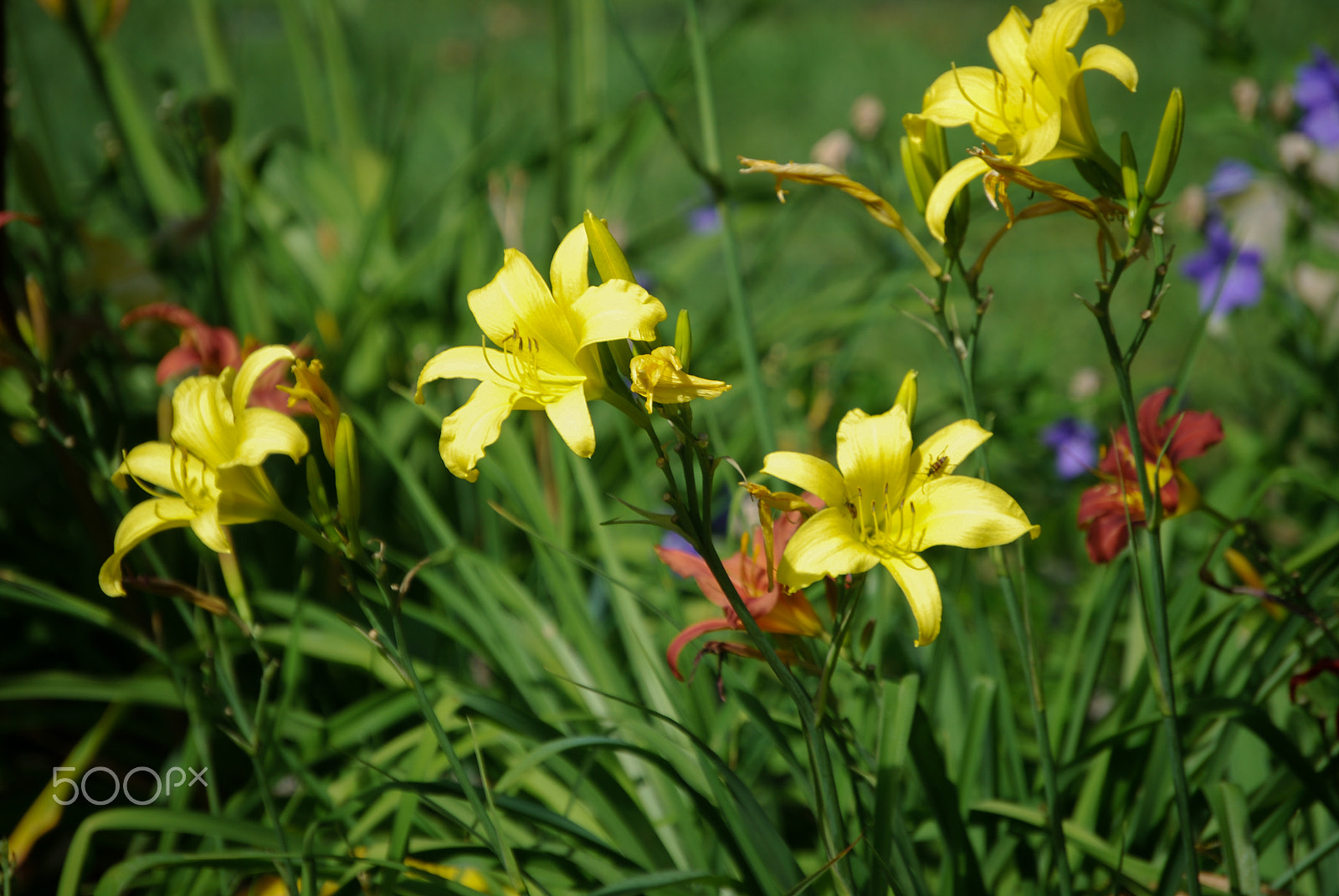 Nikon D40X sample photo. Lilies fair photography