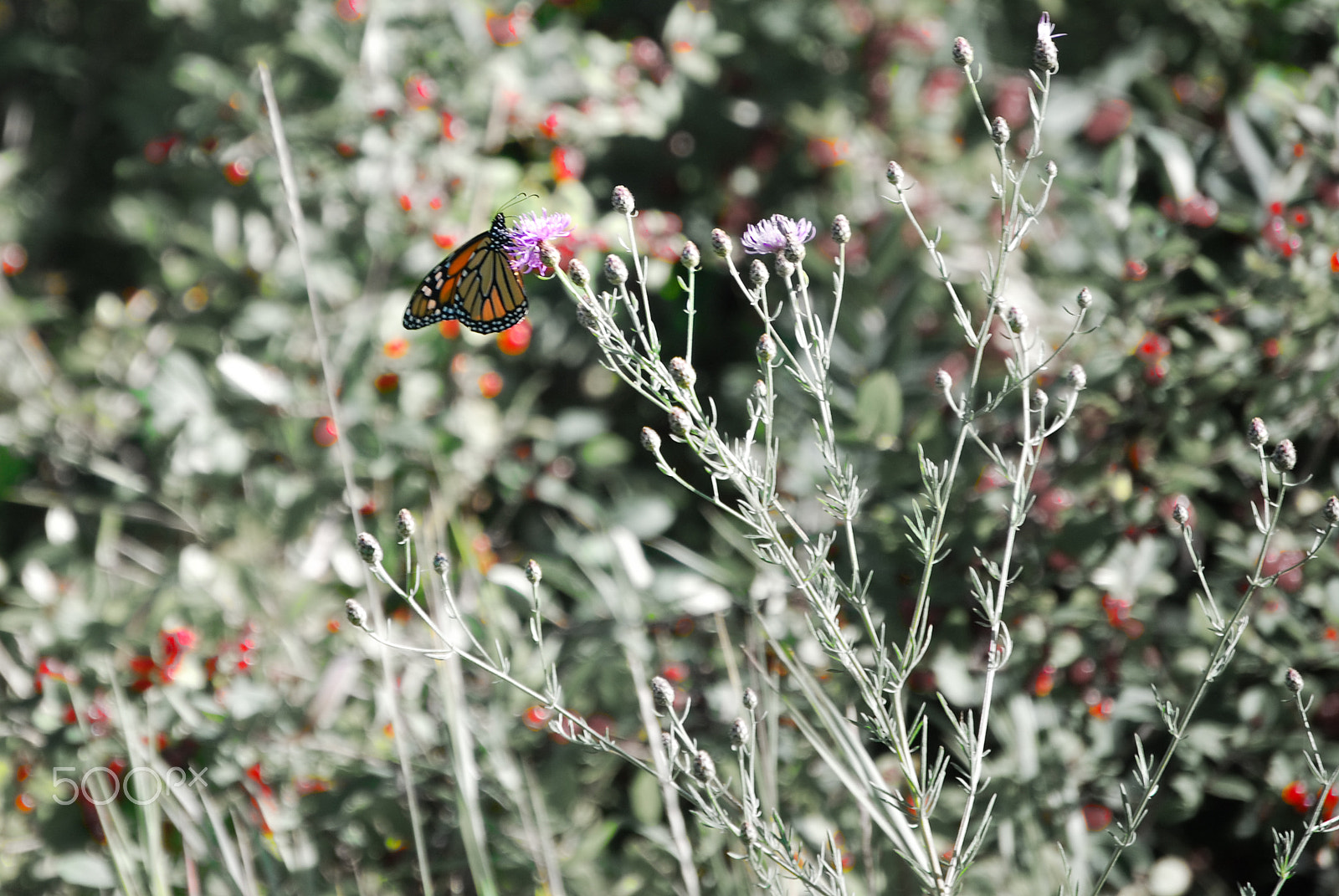 Nikon D40X sample photo. Monarch in the field photography
