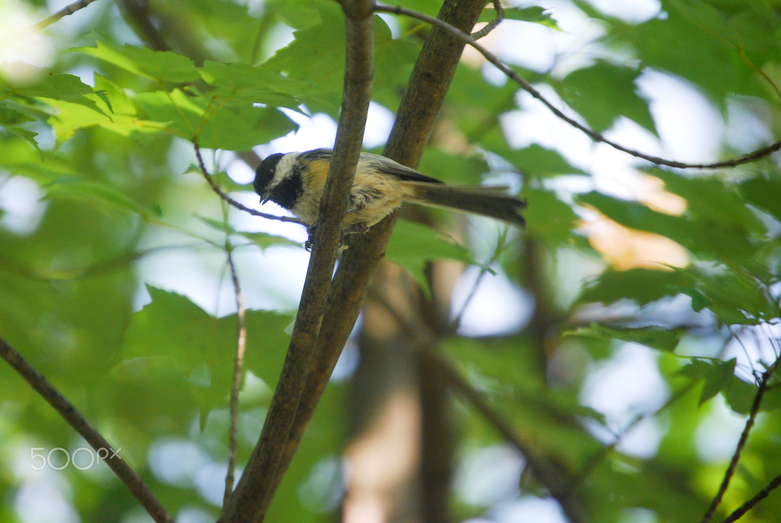Nikon D40X sample photo. What's up chickadee photography