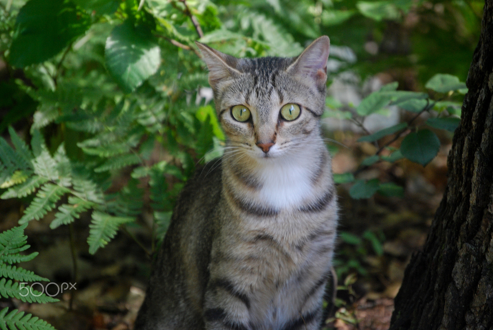 Nikon D40X sample photo. The tabby hunts photography