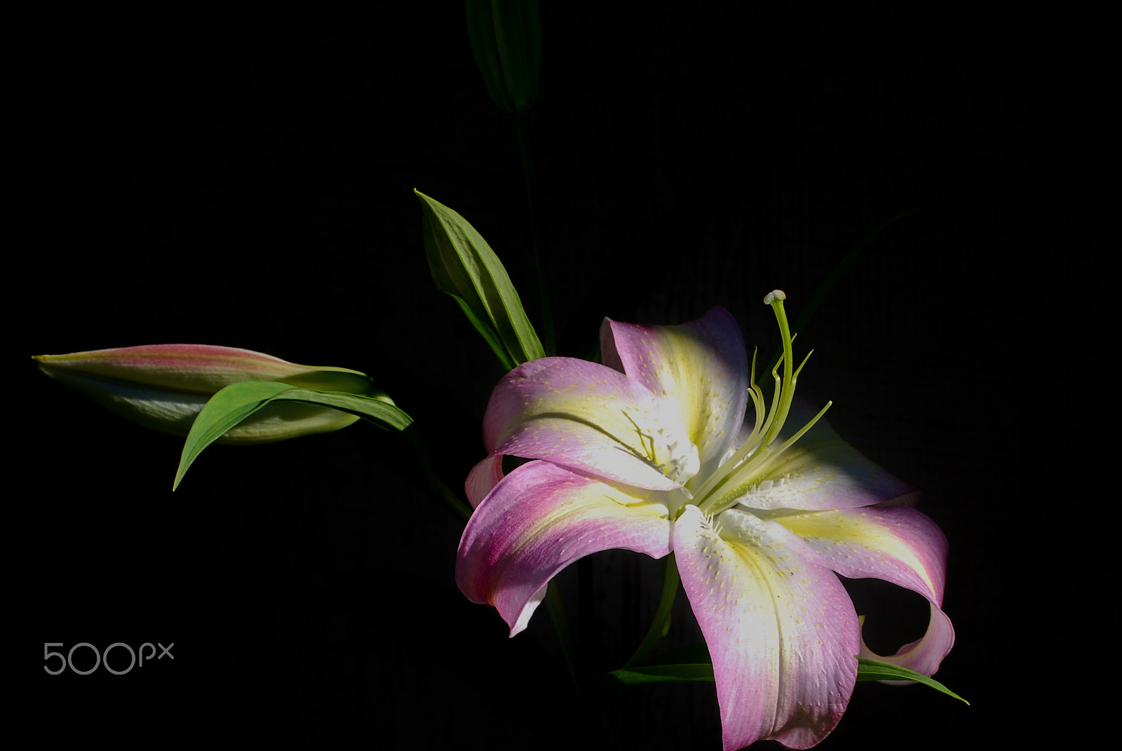 Nikon D40X sample photo. A ray of beauty photography