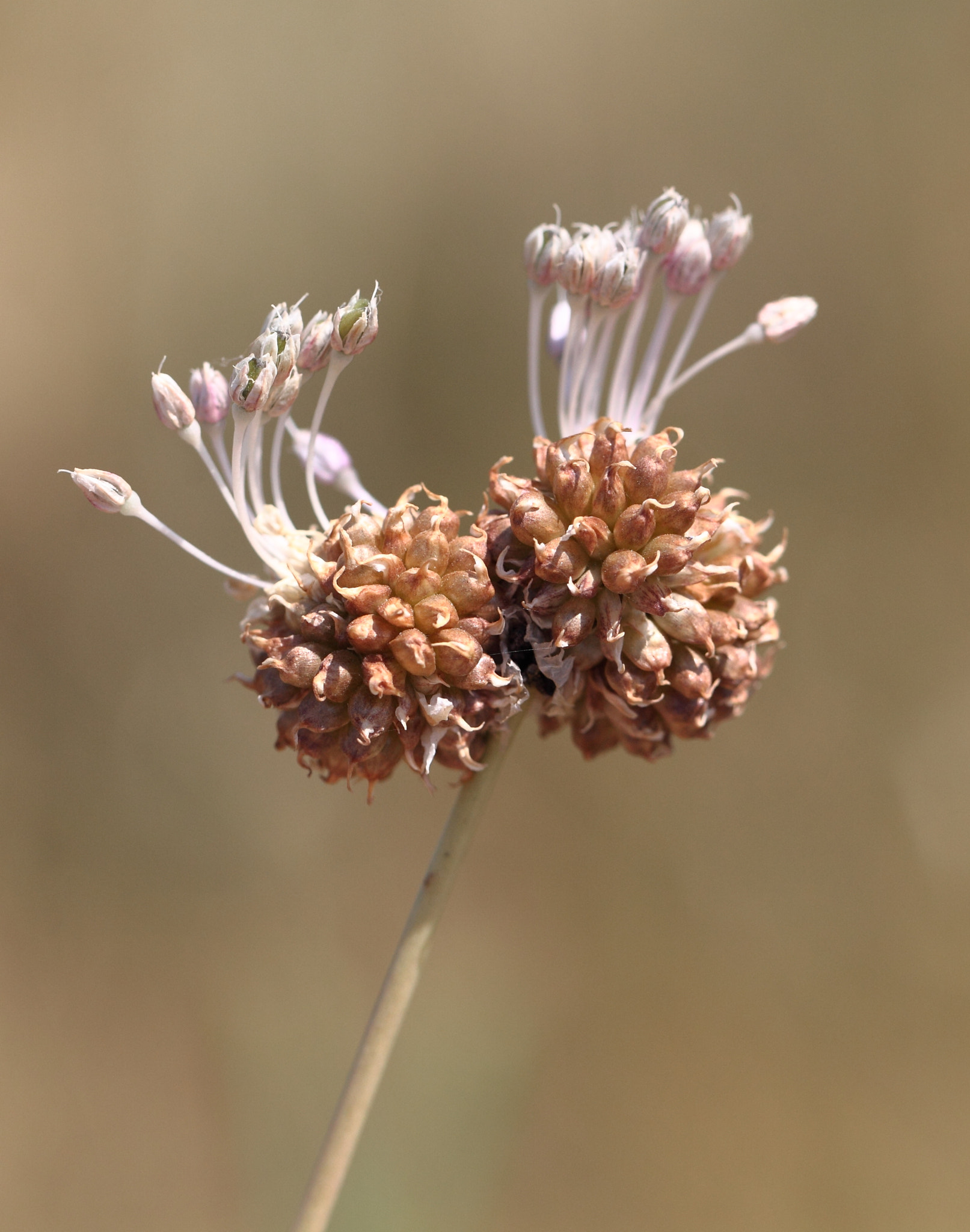 Canon EF 100mm F2.8L Macro IS USM sample photo. Jpg photography
