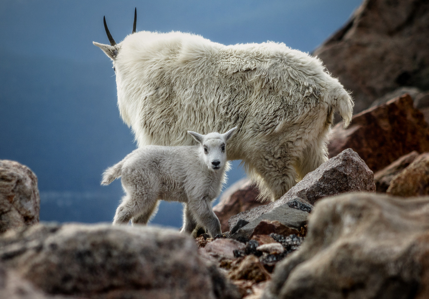 Canon EOS 750D (EOS Rebel T6i / EOS Kiss X8i) + EF75-300mm f/4-5.6 sample photo. Mountain wildlife photography