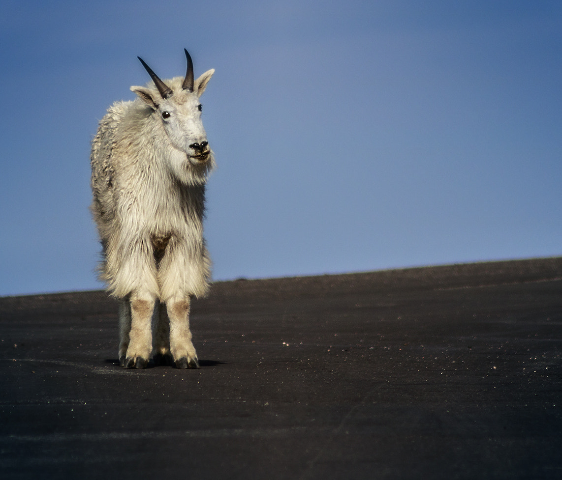 Canon EOS 750D (EOS Rebel T6i / EOS Kiss X8i) + EF75-300mm f/4-5.6 sample photo. Mountain wildlife photography