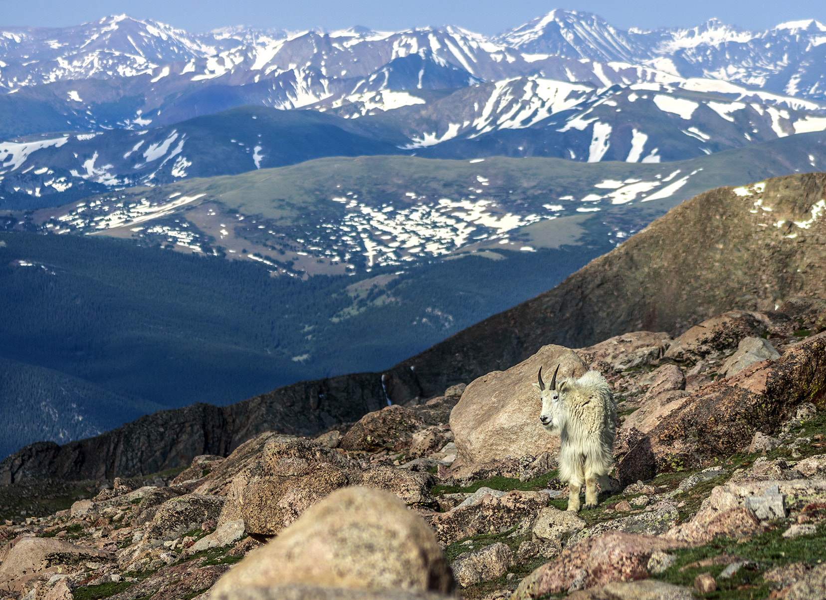 Canon EOS 750D (EOS Rebel T6i / EOS Kiss X8i) + EF75-300mm f/4-5.6 sample photo. Mountain wildlife photography