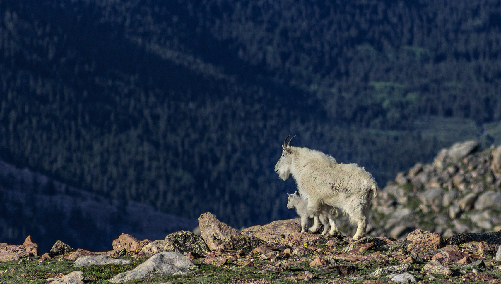 Canon EOS 750D (EOS Rebel T6i / EOS Kiss X8i) + EF75-300mm f/4-5.6 sample photo. Mountain wildlife photography